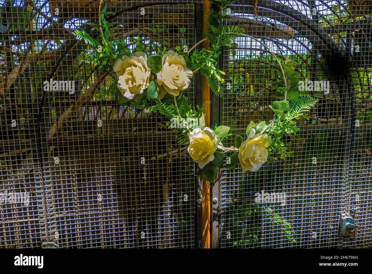 Artificial yellow roses entwined onto the outside of a bird cage in bright sunlight Stock Photo