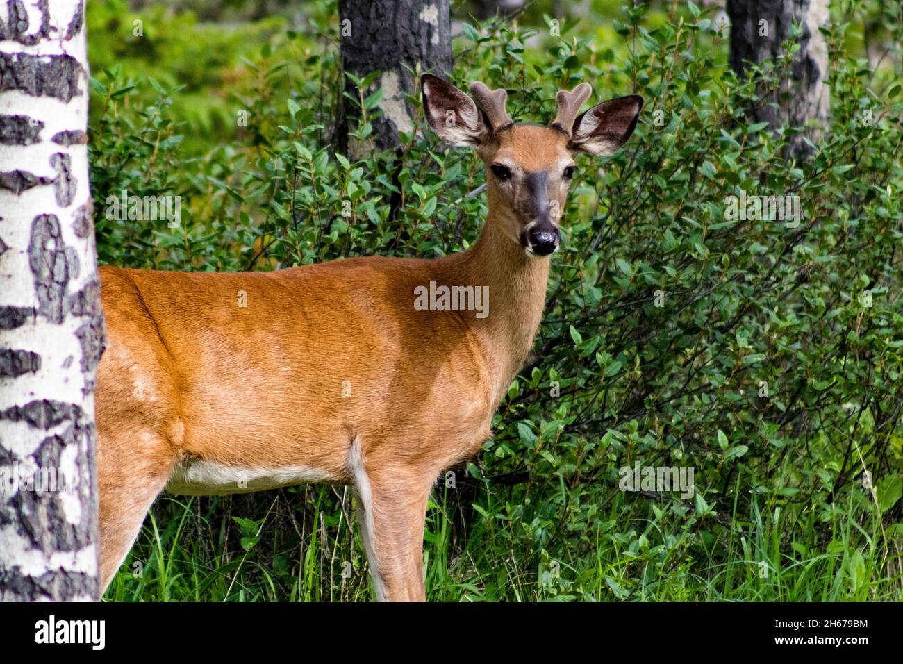 Young male deer standing sideways looking at camera, back half behind tree. Antlers sprouting. green background Stock Photo
