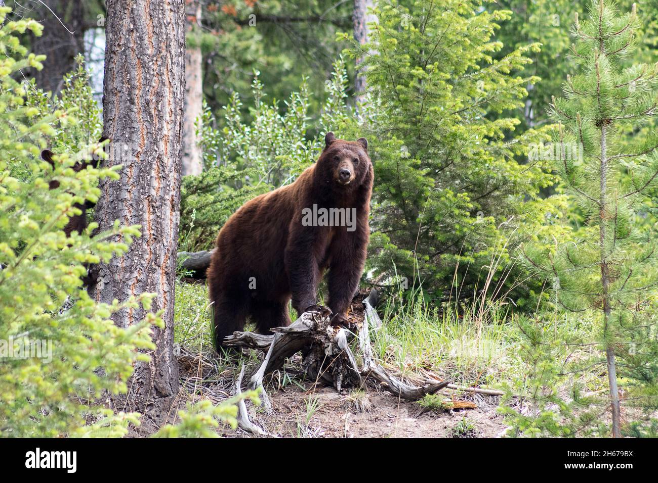 Mom cinnamon black bear watching camera while cub climbs tree  next to her. Surrounded by trees, green grass Stock Photo