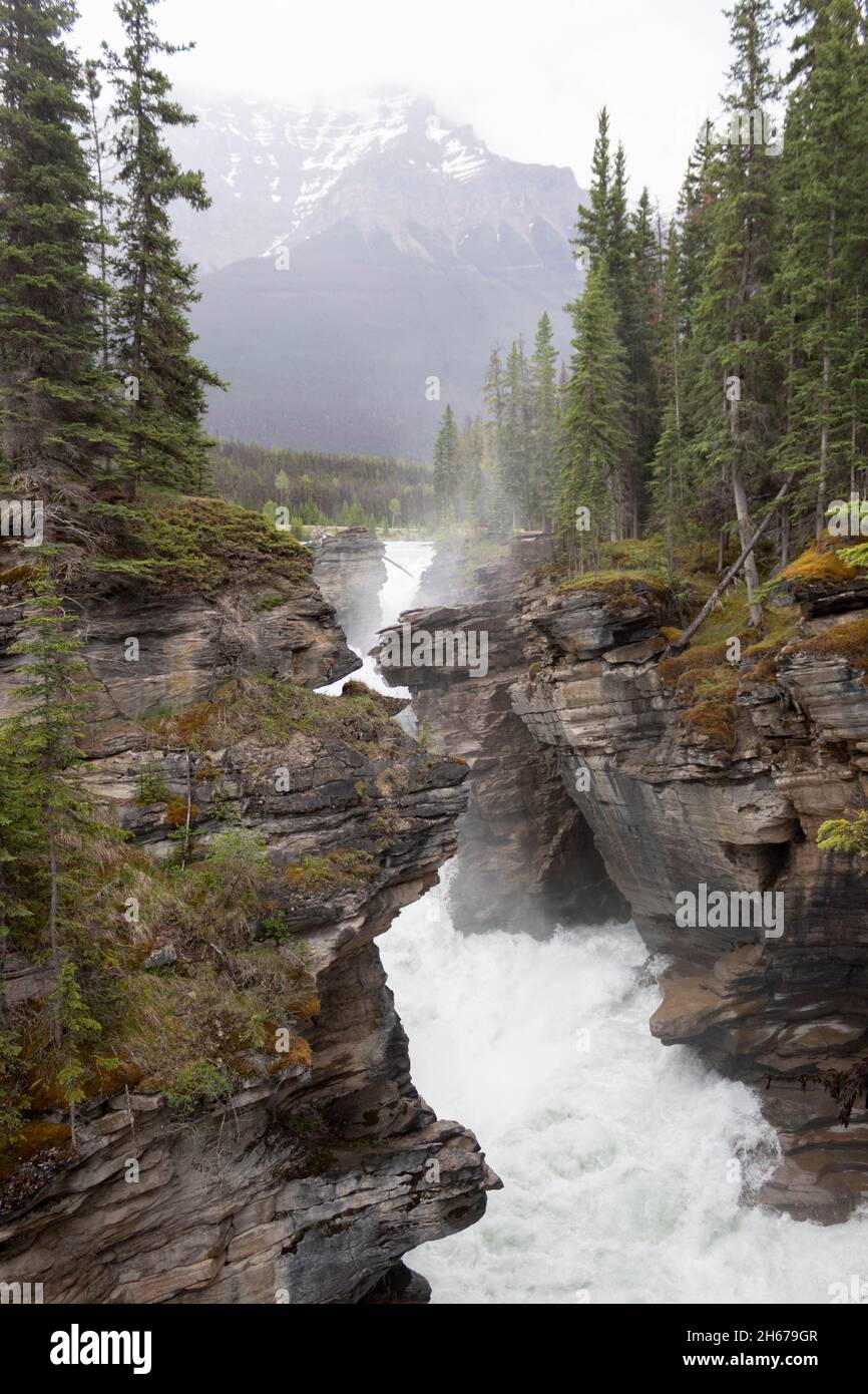 Athabasca Falls waterfall down river, flowing, rushing water through rock canyon, trees and mountains visible. Mist spray from rushing water Stock Photo