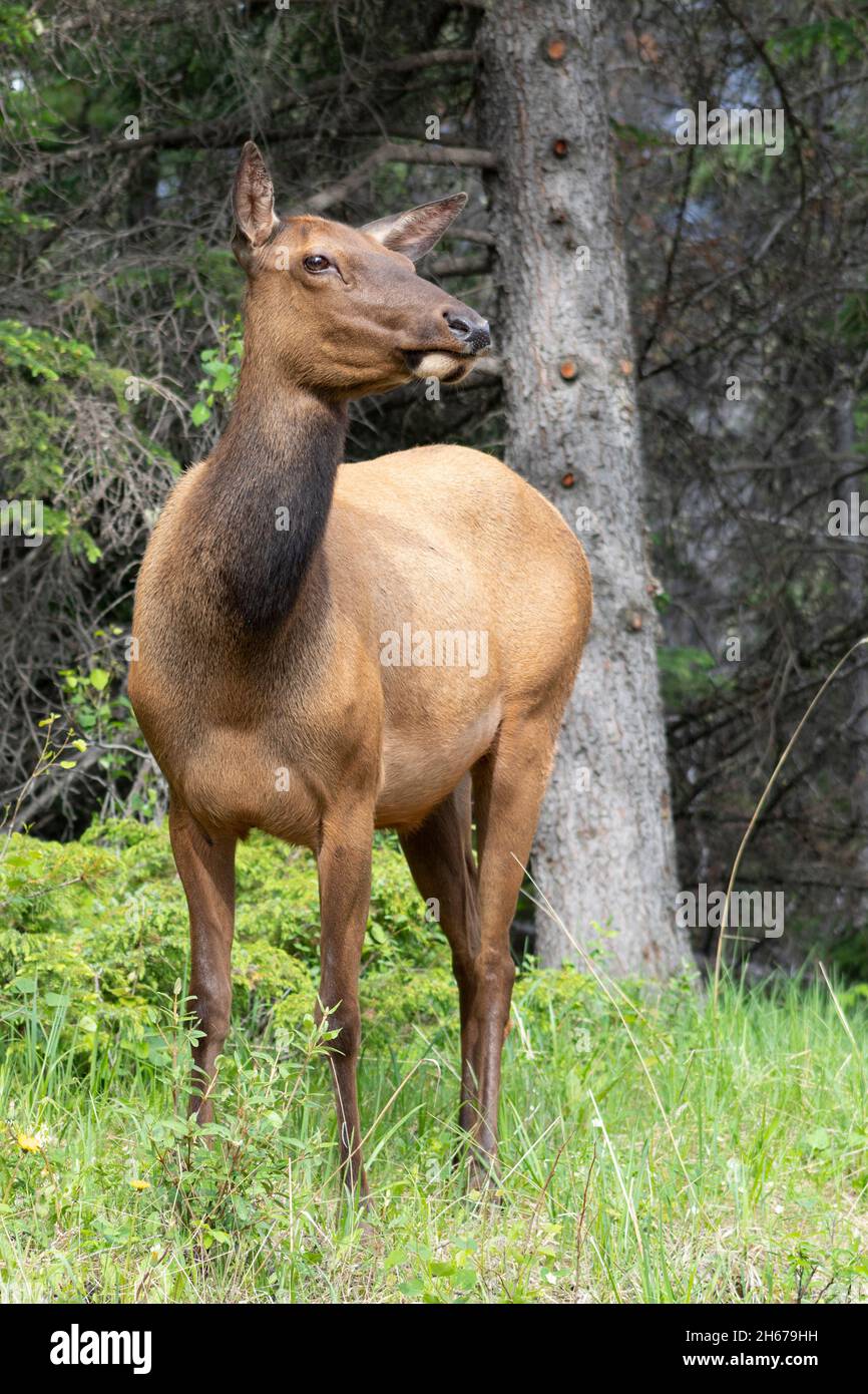 Elk standing tall and strong facing camera, looking to right. Treed and greenery in background. Full body Stock Photo