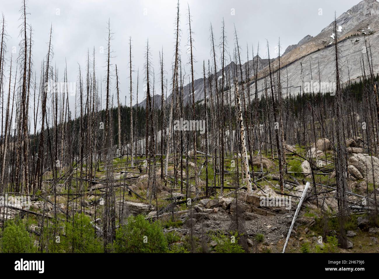 Burnt trees, years after forest first destroyed acres of surrounding forest. Still standing, forest floor greenery starting to grow back. Mountains Stock Photo