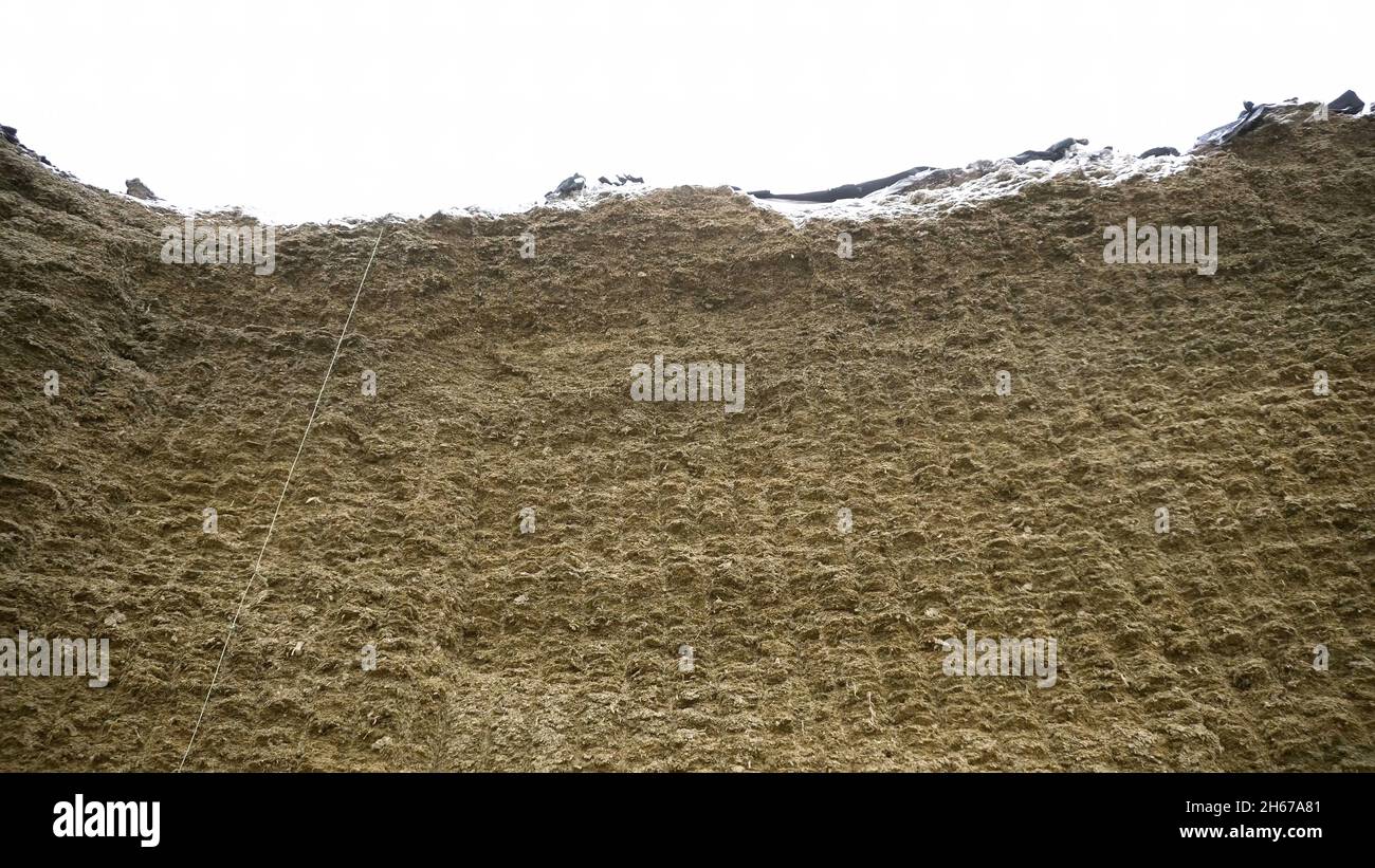 Huge haystack. Footage. Raw huge wall of compressed hay for stock in ...