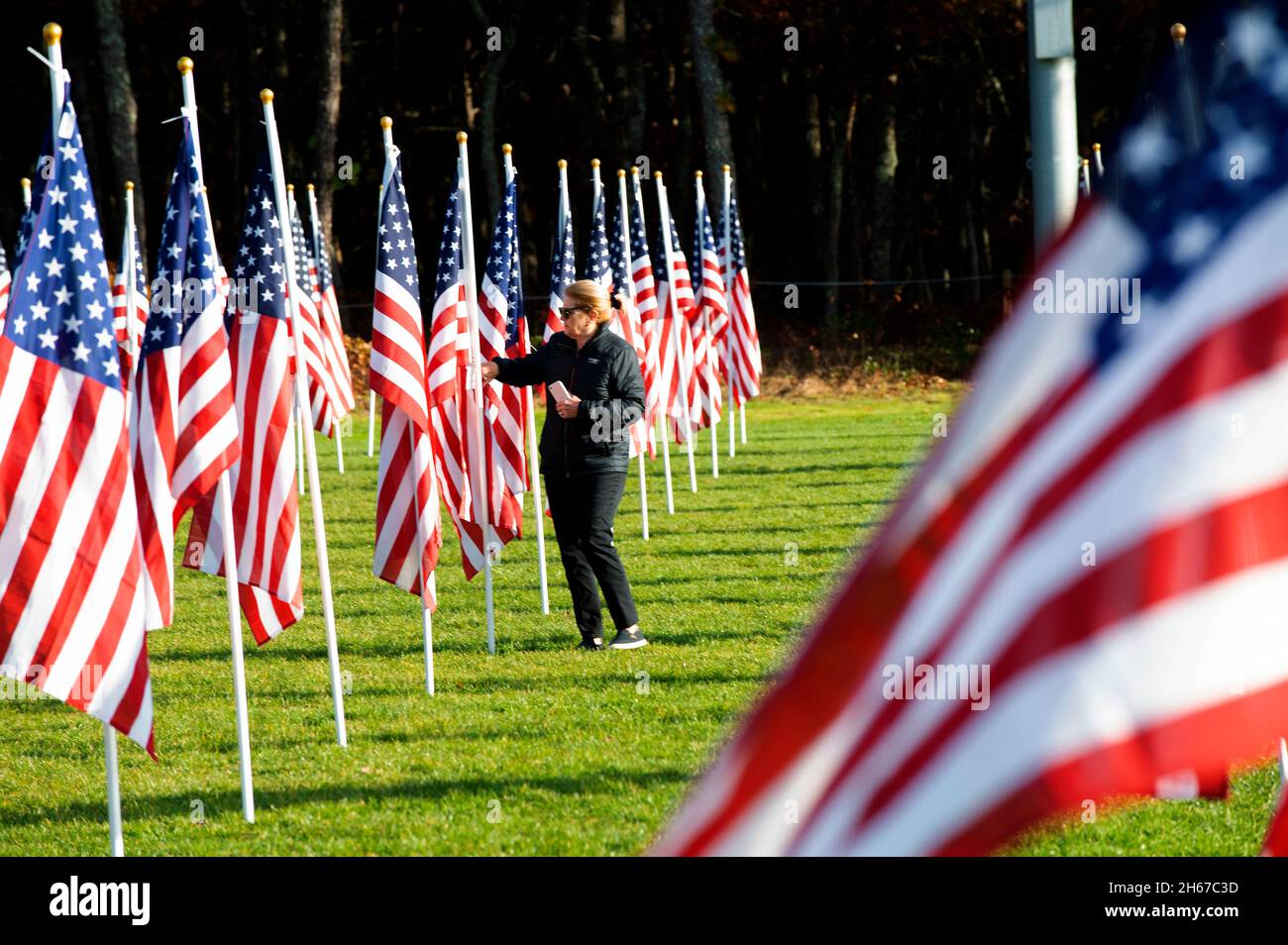 A veteran walks amongst the Dennis (Cape Cod, Massachusetts), Field of Honor.  A Veterans Day salute to those that have served.  400 US flags. Stock Photo