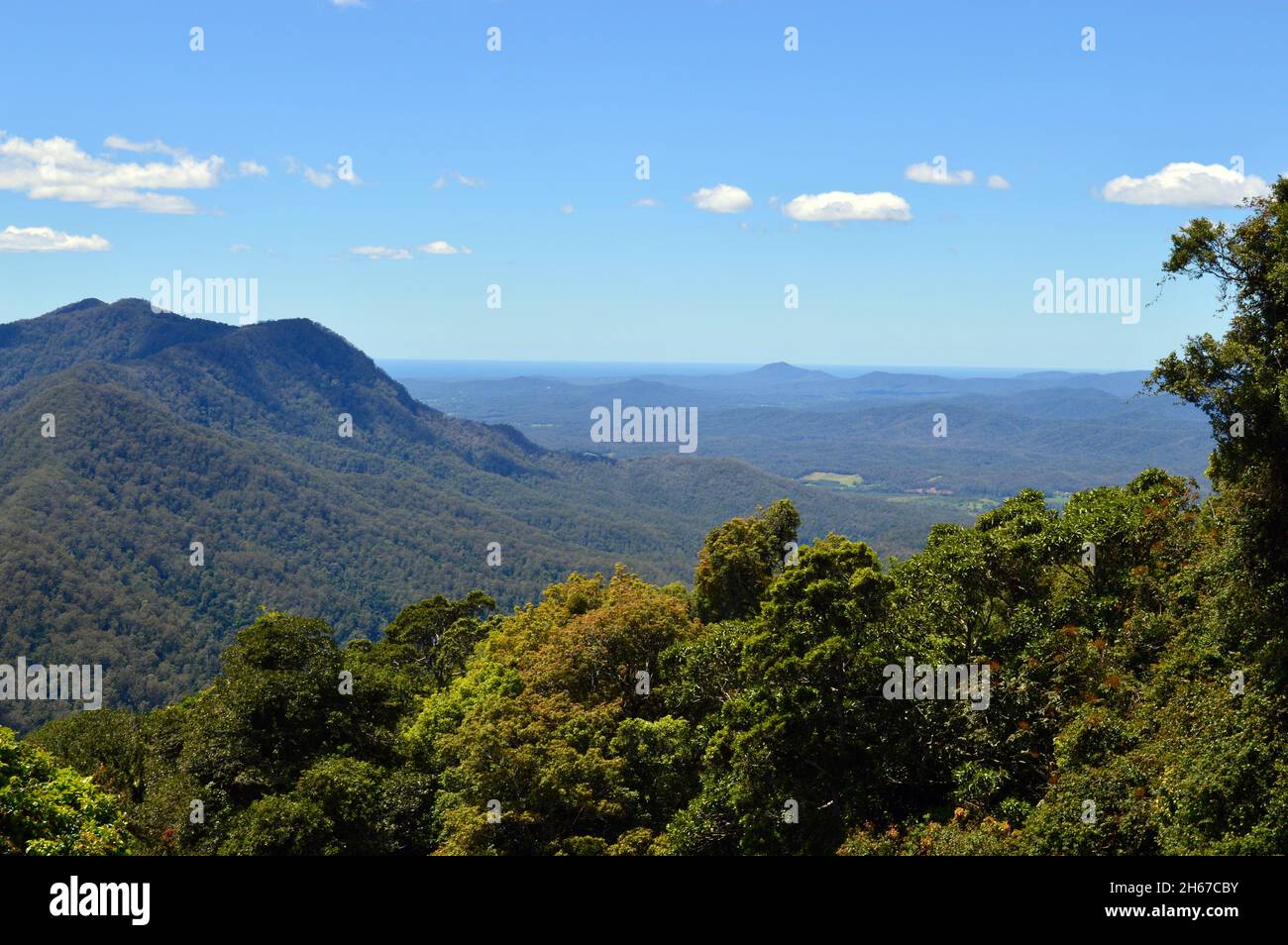 A view from the Skywalk in the Dorrigo National Park Stock Photo