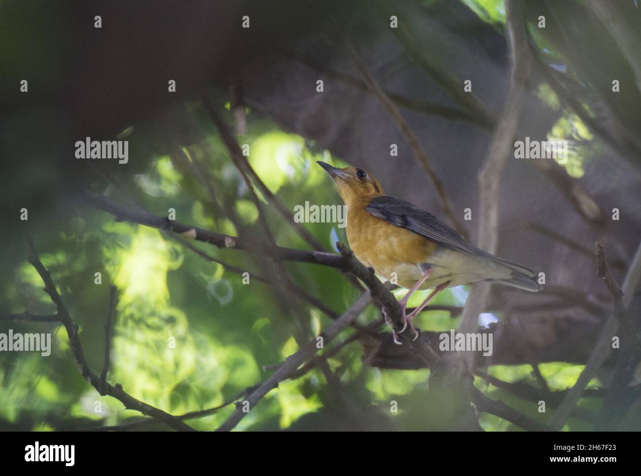 Side view of a cute lovely Orange-headed thrush (Geokichla citrina) bird perched on a tree branch Stock Photo