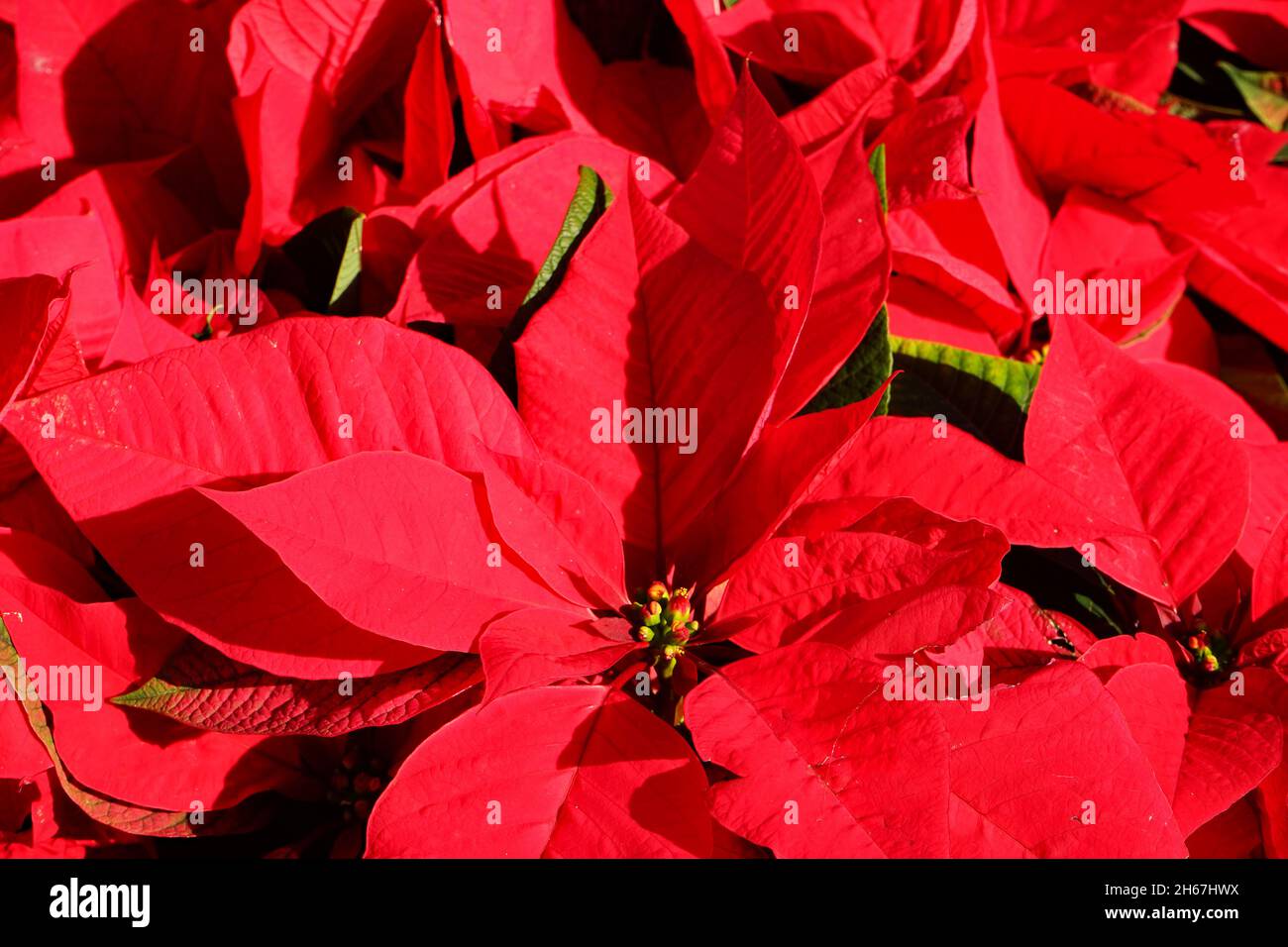 poinsettia flower: Christmas flower from the mediterrainean region Stock Photo