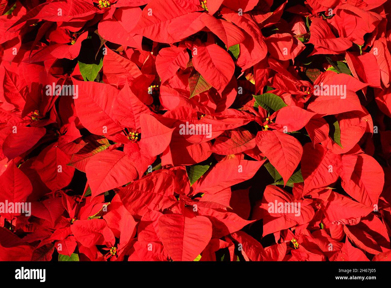 poinsettia flower: Christmas flower from the mediterrainean region Stock Photo