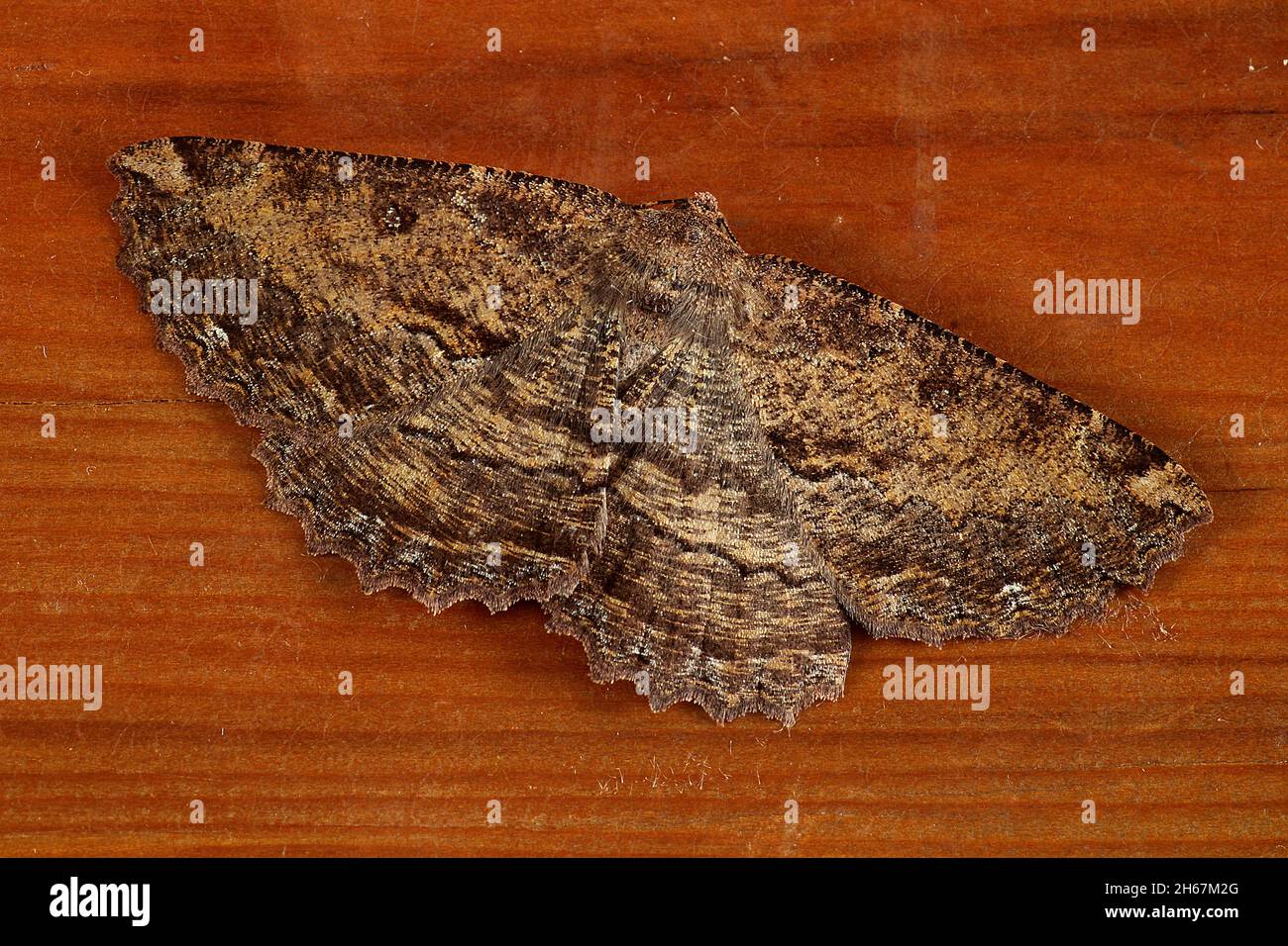 Brown evening moth (Gellonia dejectaria Stock Photo - Alamy