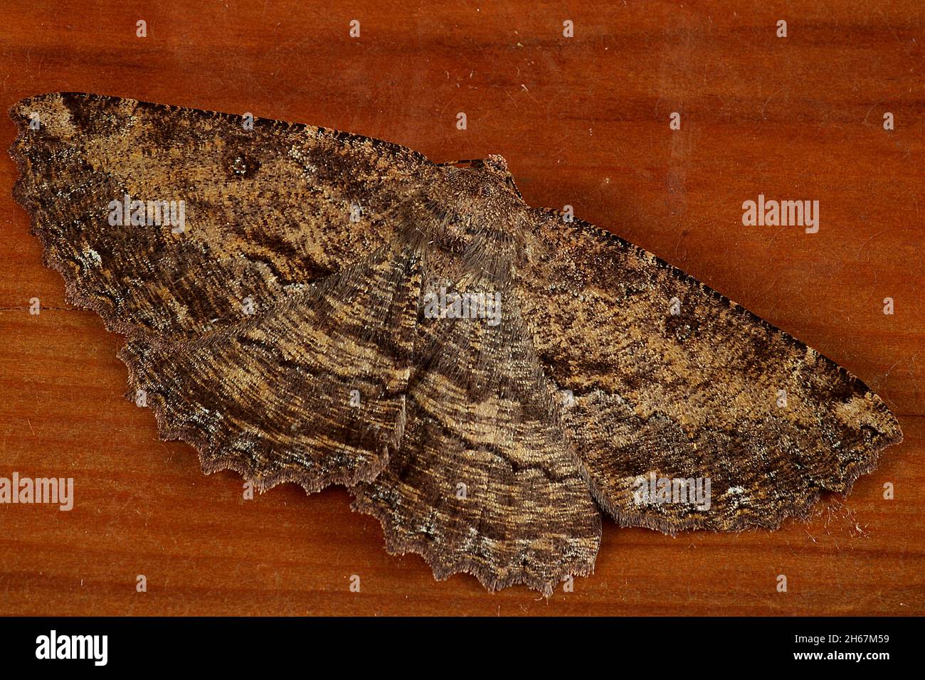 Brown evening moth (Gellonia dejectaria Stock Photo - Alamy