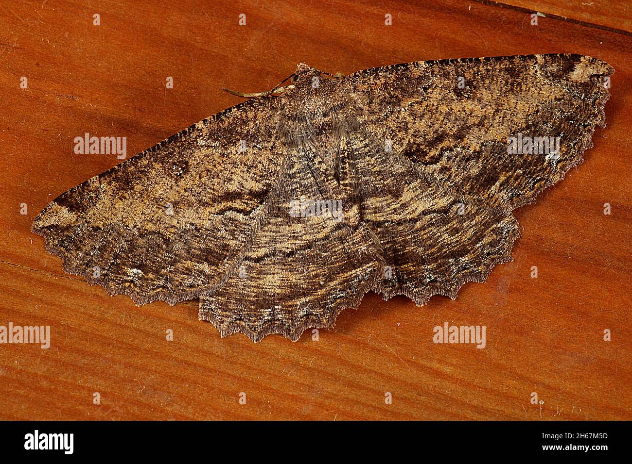 Brown evening moth (Gellonia dejectaria Stock Photo - Alamy