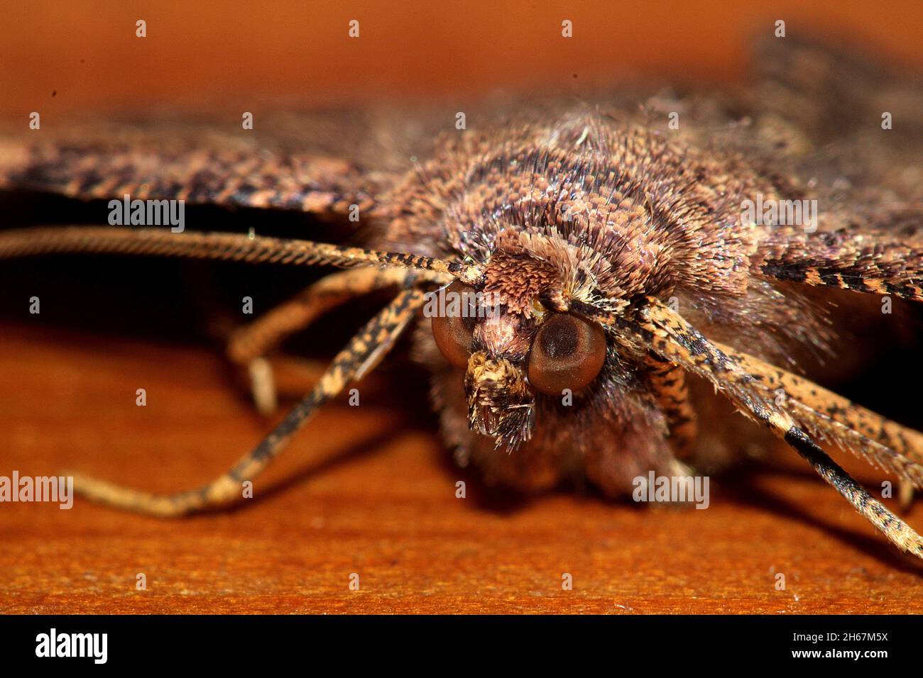 Brown evening moth (Gellonia dejectaria Stock Photo - Alamy