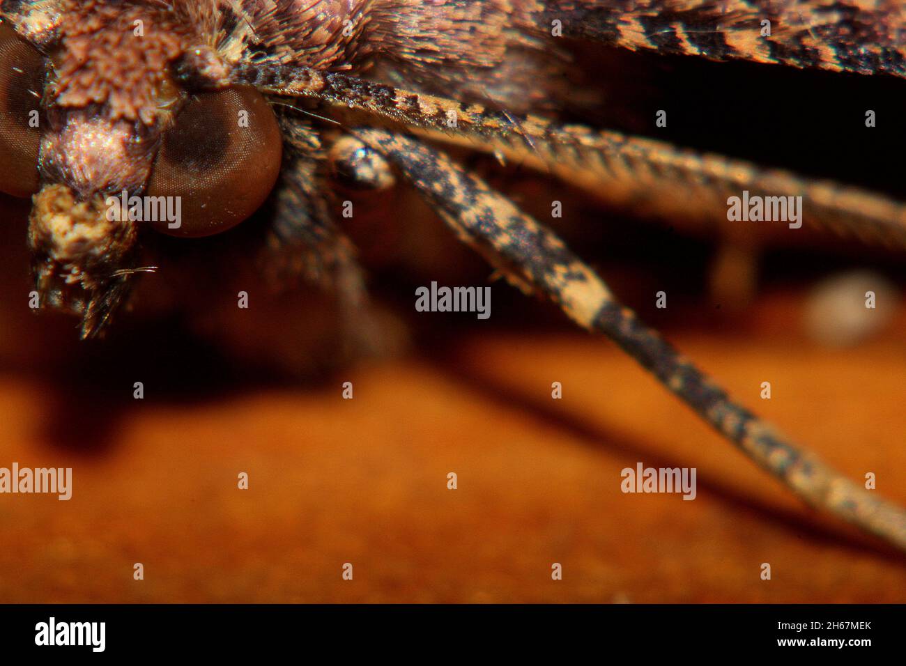 Brown evening moth (Gellonia dejectaria Stock Photo - Alamy