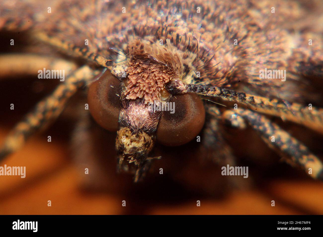 Brown evening moth (Gellonia dejectaria Stock Photo - Alamy