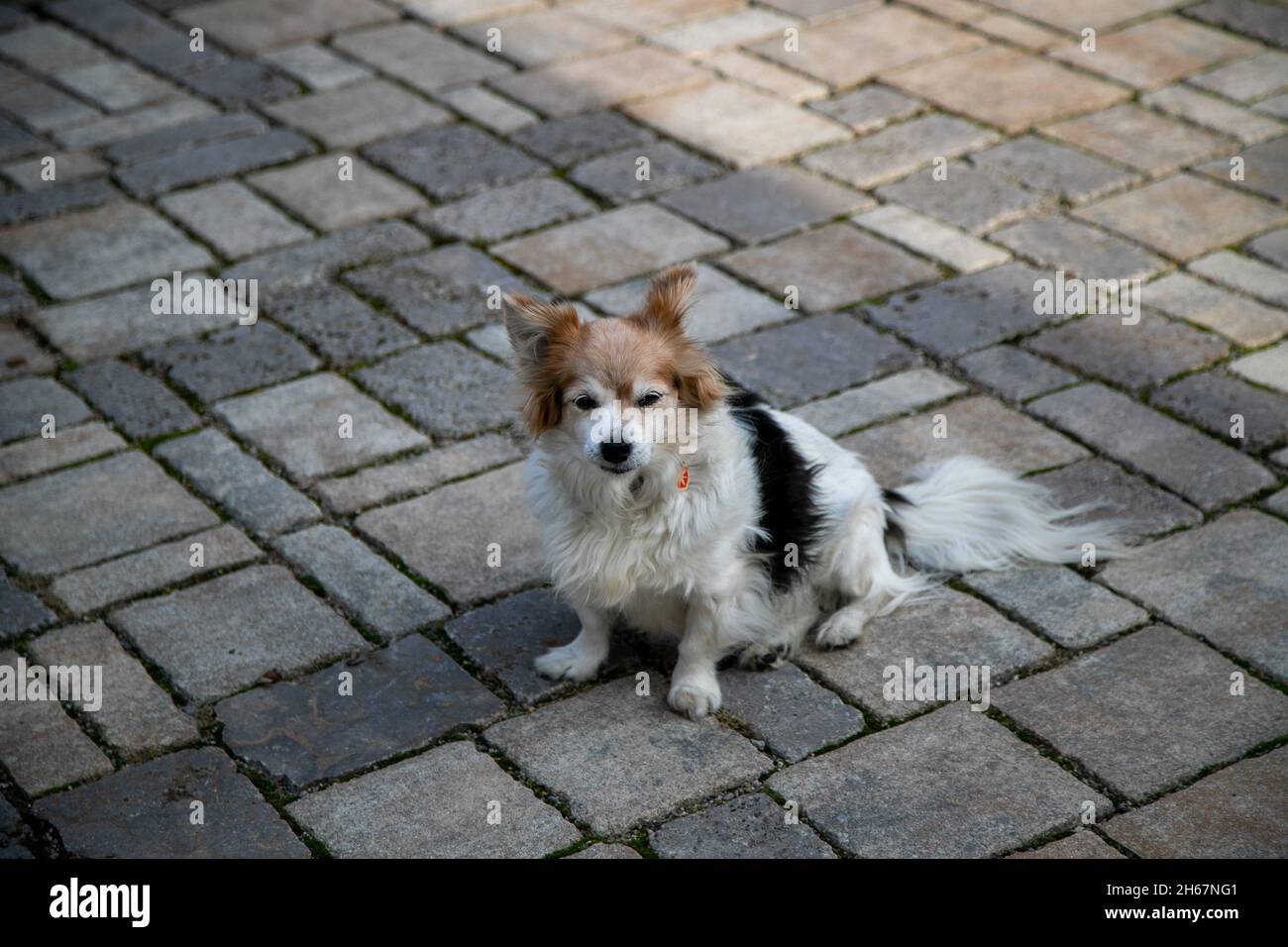 Welsh corgi close up on white hi-res stock photography and images - Alamy