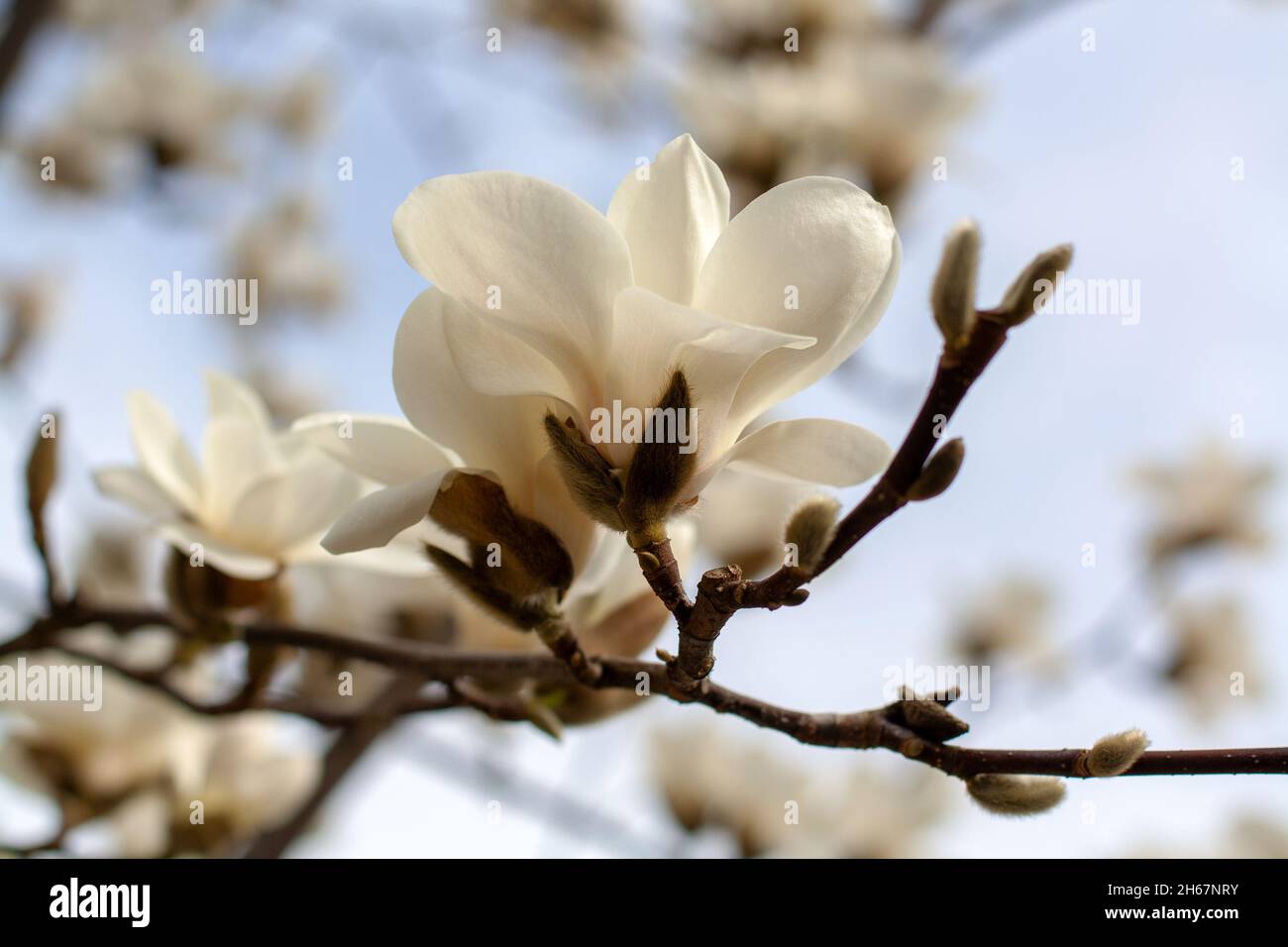 Magnolia tree in bloom with creamy white flowers Stock Photo Alamy