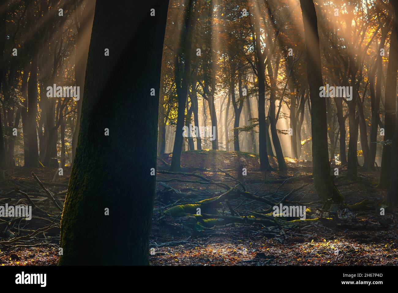Beautiful shot of sunlight in a dark forest surrounded by tall trees ...