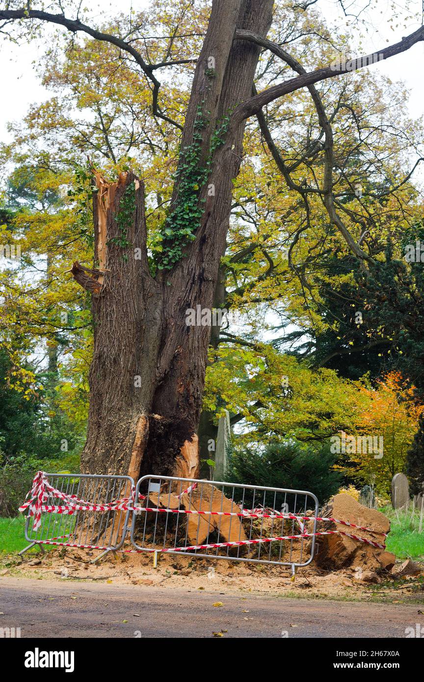 An old tree damaged by high winds in local woodland during the autumn season Stock Photo