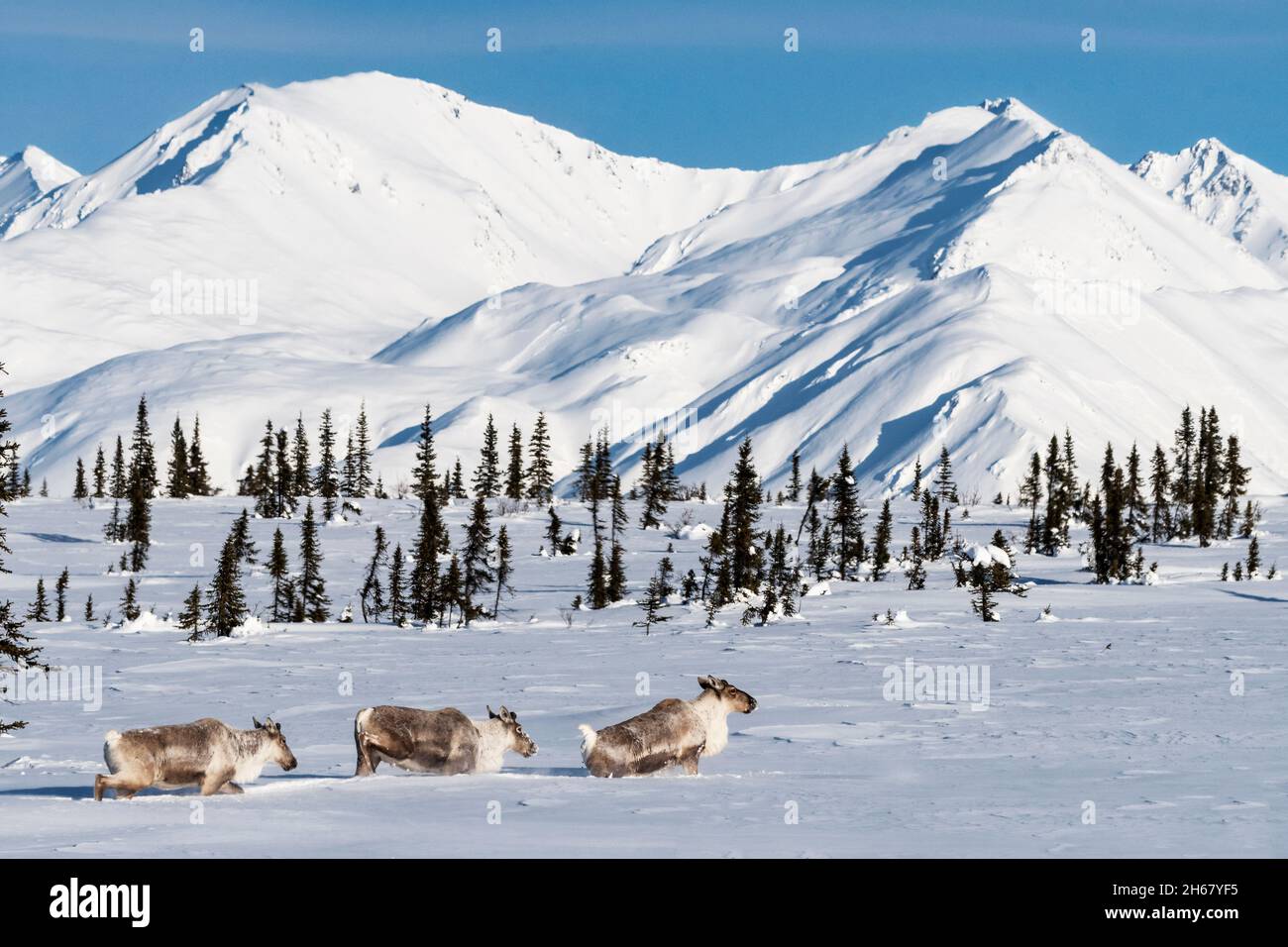 North America; United States; Alaska; Wildlife; Mammals; Caribou; Rangifer tarandus. Winter migration; Deep snow Stock Photo