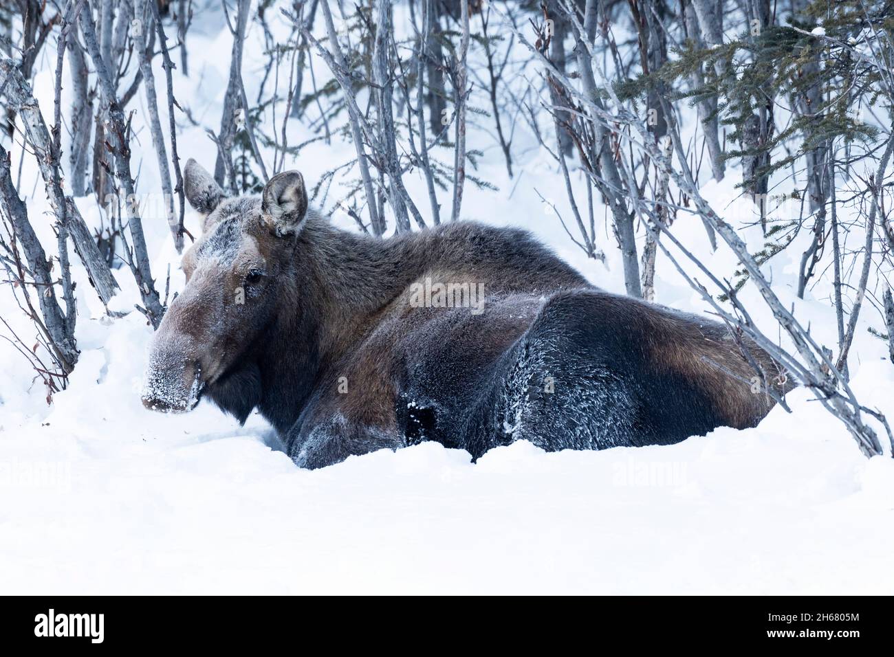 North America; United States; Alaska; Wildlife; Moose; Alces alces gigas; Cow, Winter; Sub-zero weather Stock Photo