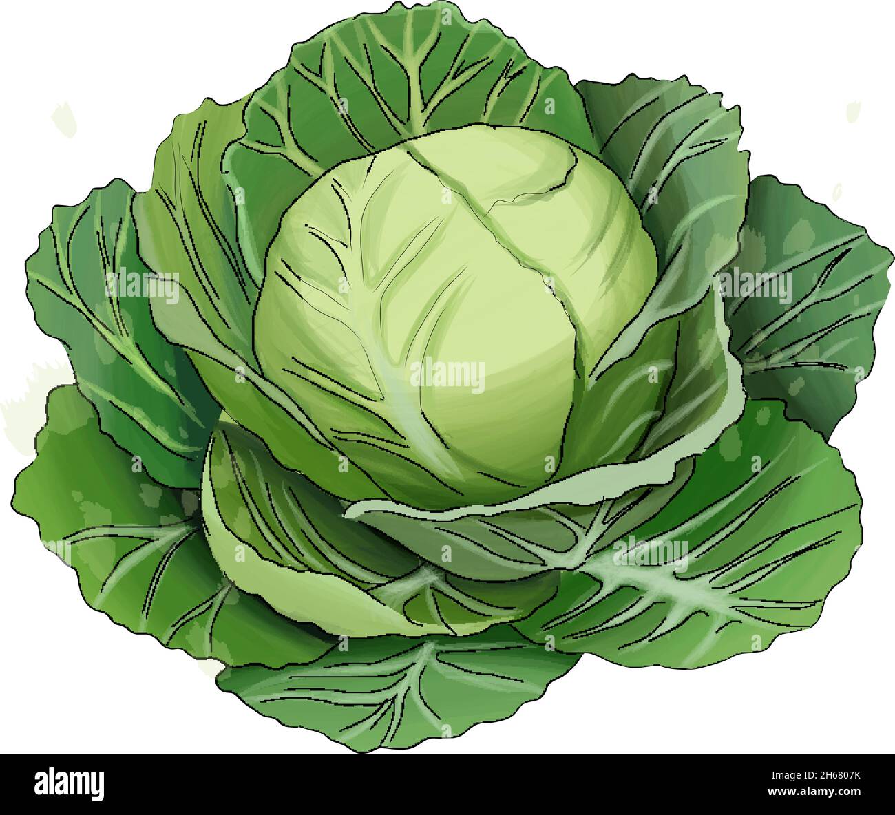 White cabbage from multicolored paints. Splash of watercolor, colored drawing, realistic. Vector