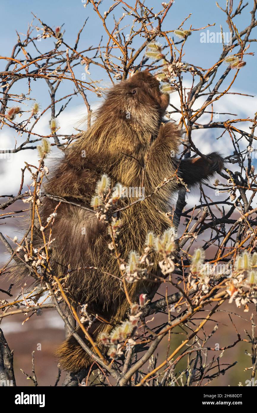 North America; United States; Alaska; Interior; Wildlife; Mammals