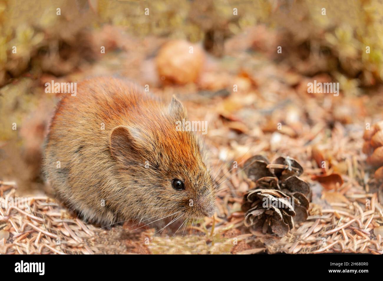 North America; United States; Alaska;  Wildlife; Mammals; Rodents; Red-backed Vole; Myodes rutilus Stock Photo