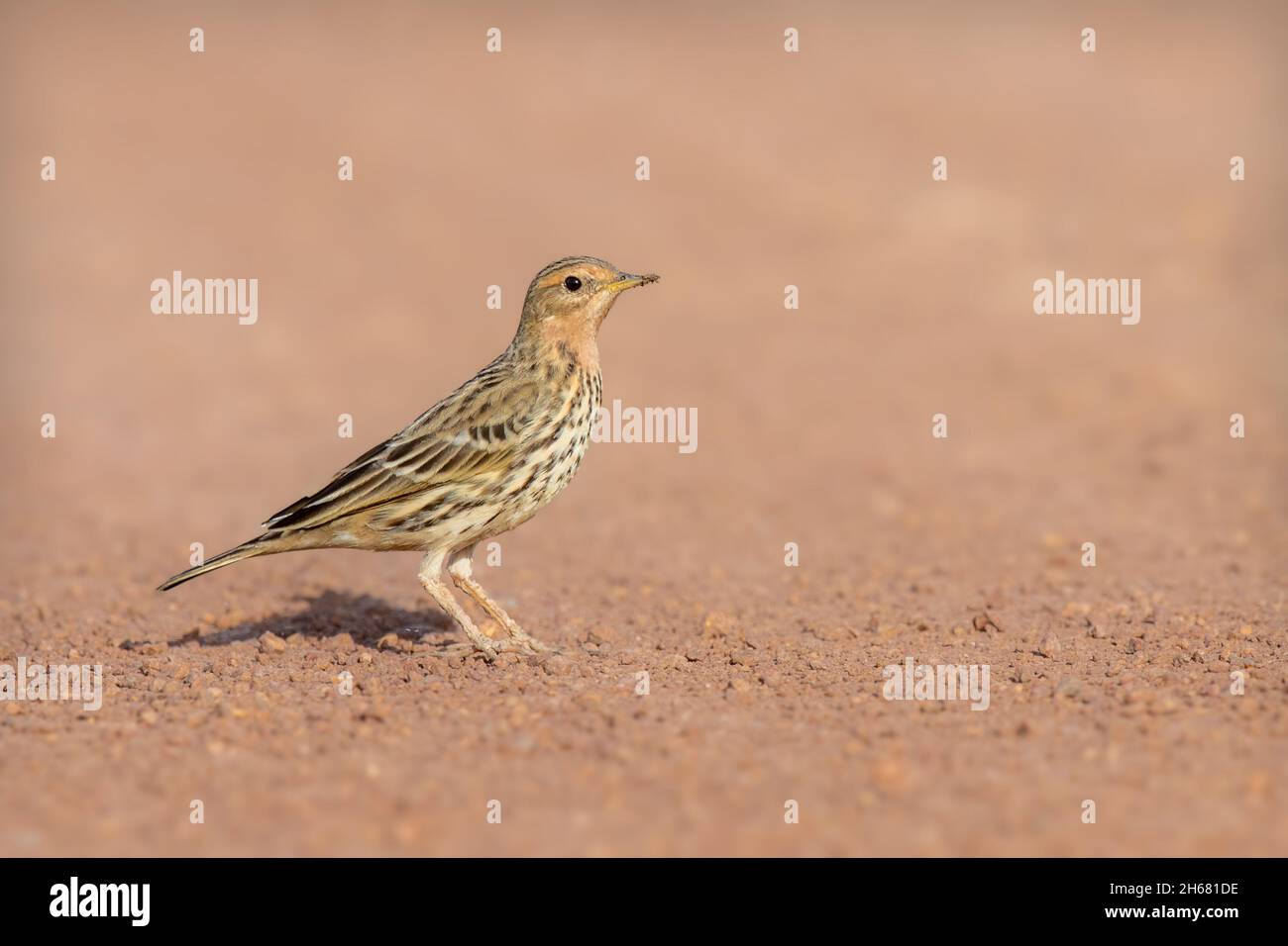 The red-throated pipit (Anthus cervinus) is a small passerine bird which breeds in the far north of Europe and the Palearctic, with a foothold in nort Stock Photo