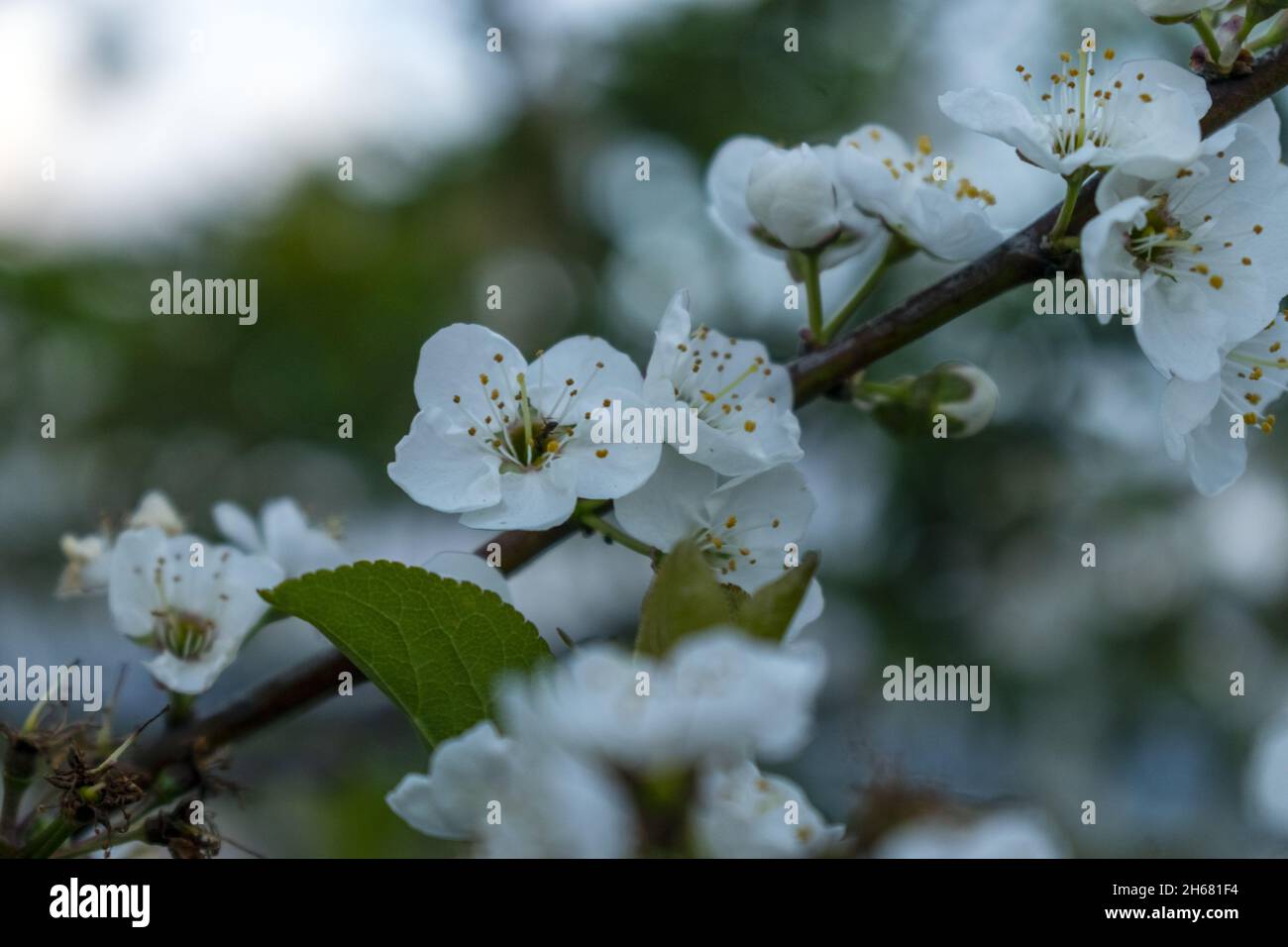 Rama con flores florecientes. Flores blancas en ramas de manzanos Stock Photo