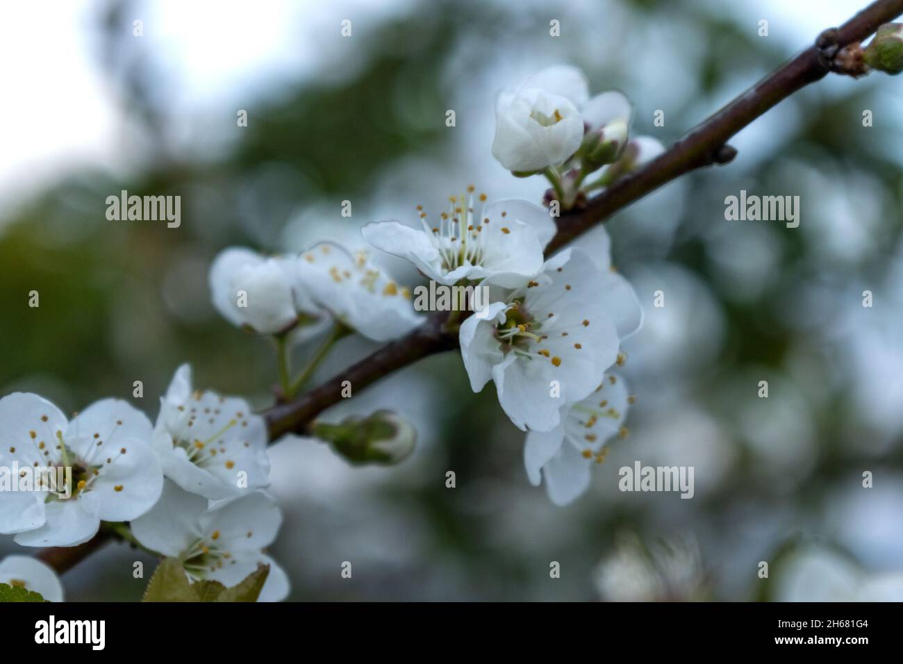 Rama con flores florecientes. Flores blancas en ramas de manzanos Stock Photo