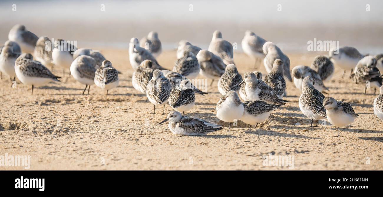Snowy plover, a small sandpiper, on the beach. Flock of birds close up, and ocean waves on background Stock Photo
