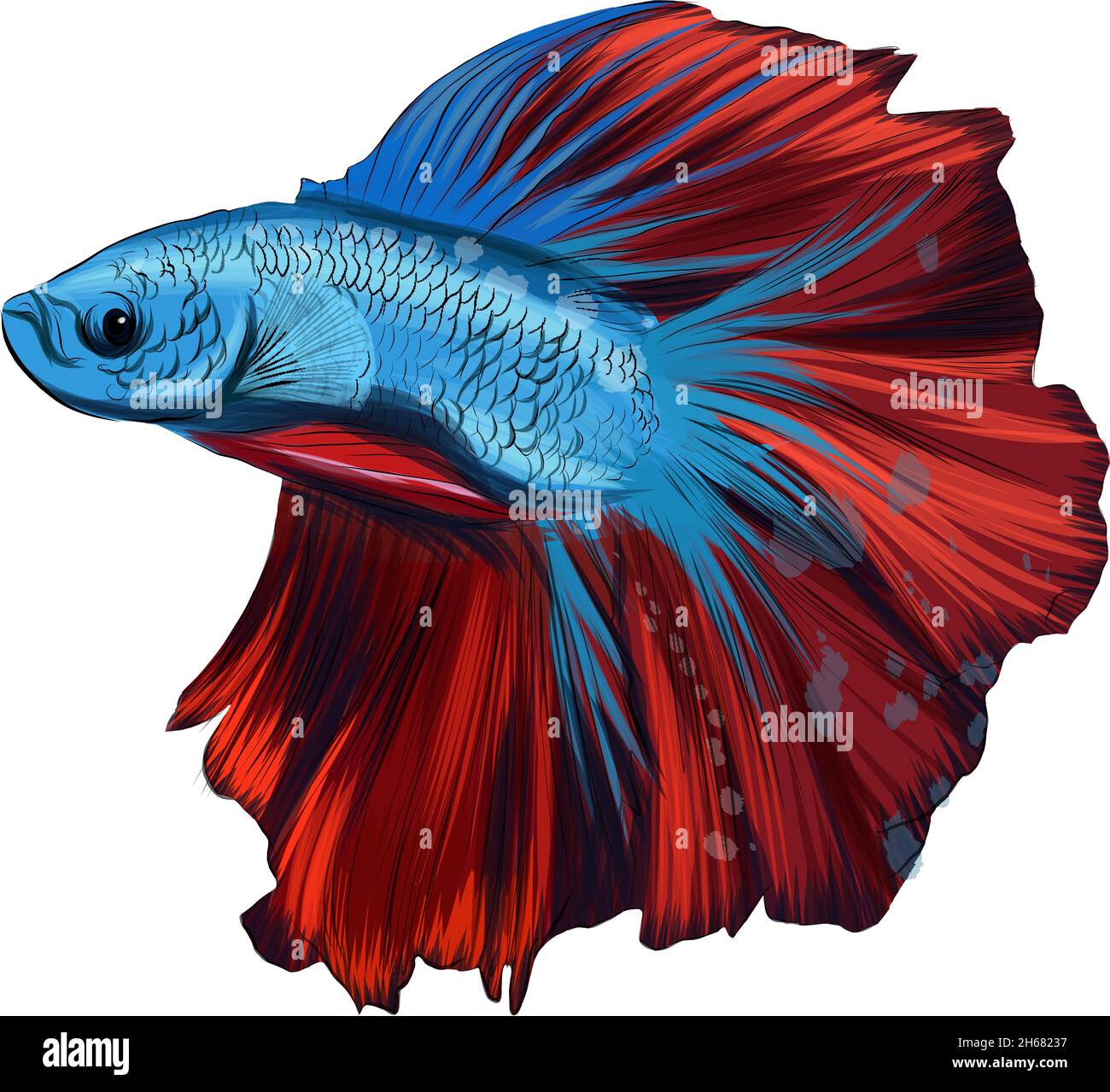 Siamese fighting fish drawing hi-res stock photography and images - Alamy