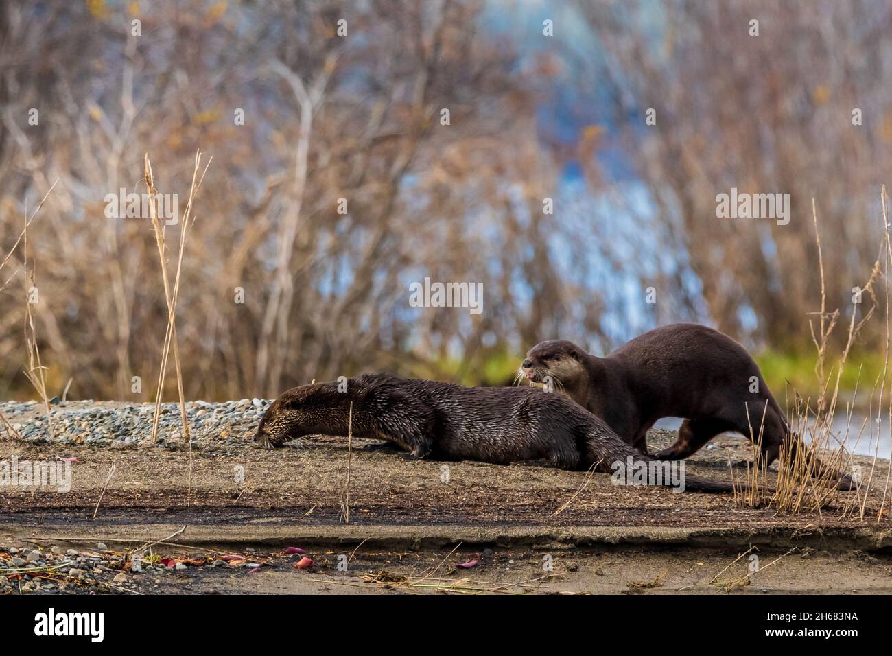 Two wild otters seen in northern Canada during summer time with both
