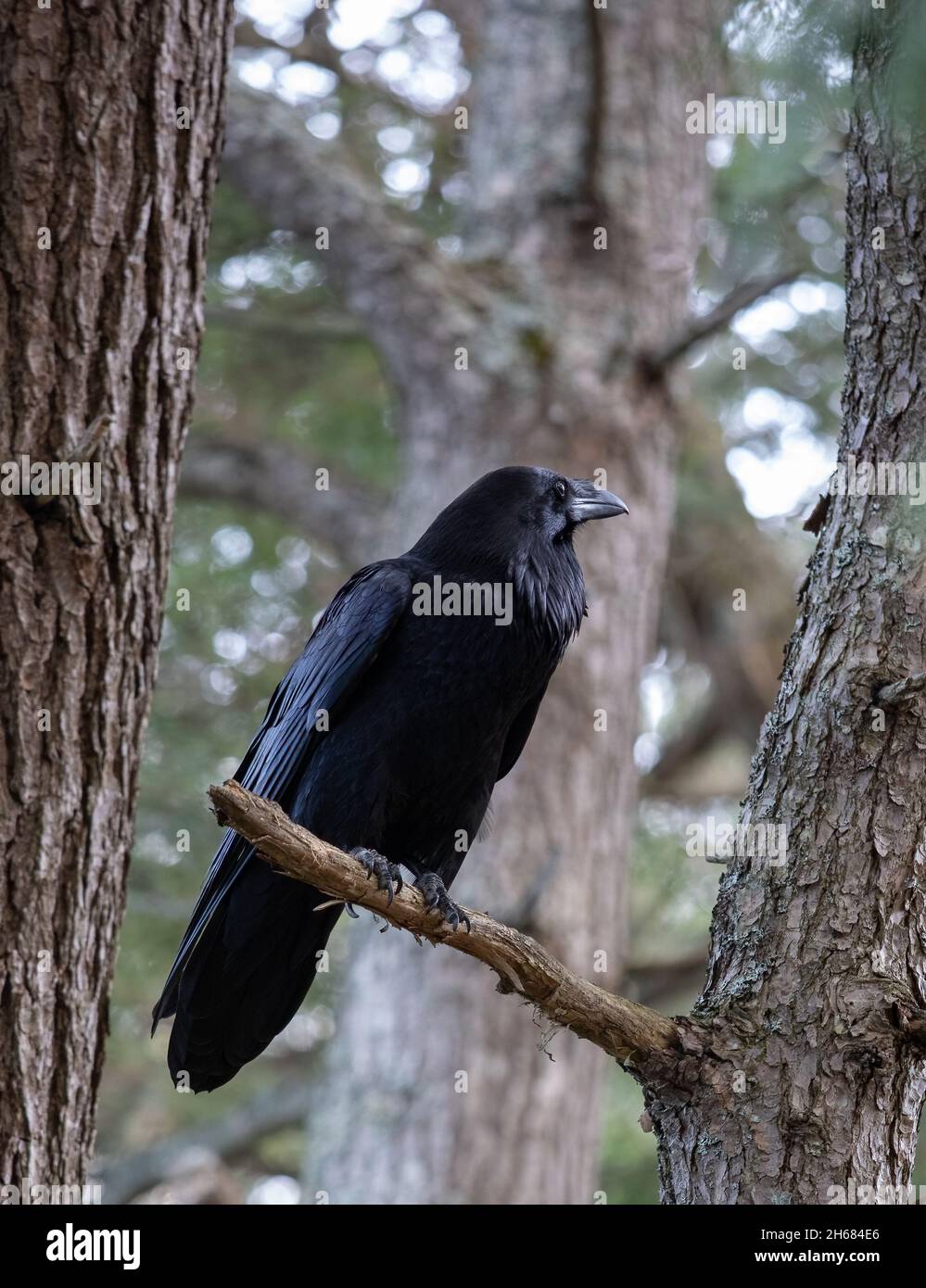 Raven symbol hi-res stock photography and images - Alamy