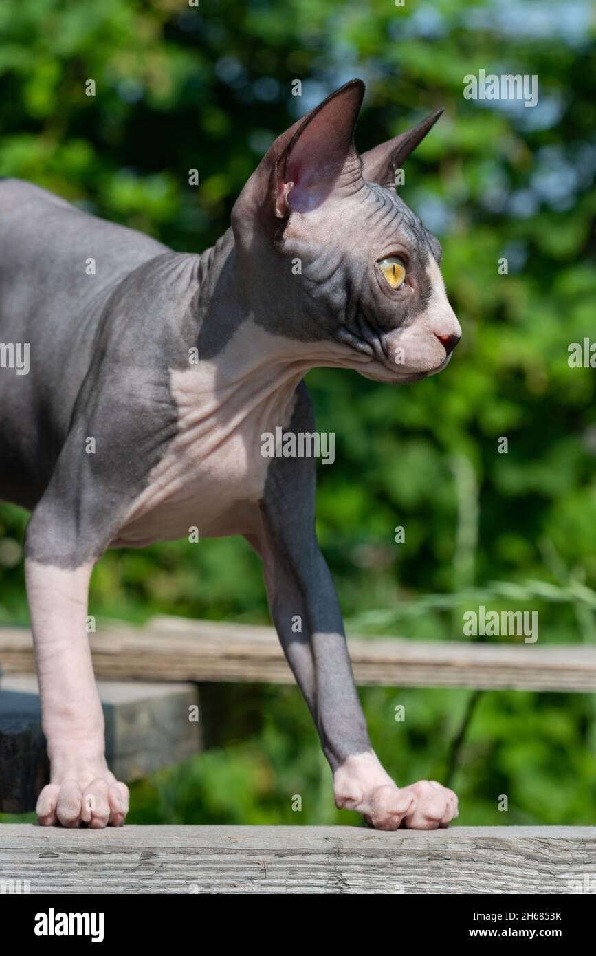 Adorable blue and white Sphynx cat stands on wooden planks on play area of cattery on summer sunny day and looking away. Kitten is 4 months old Stock Photo