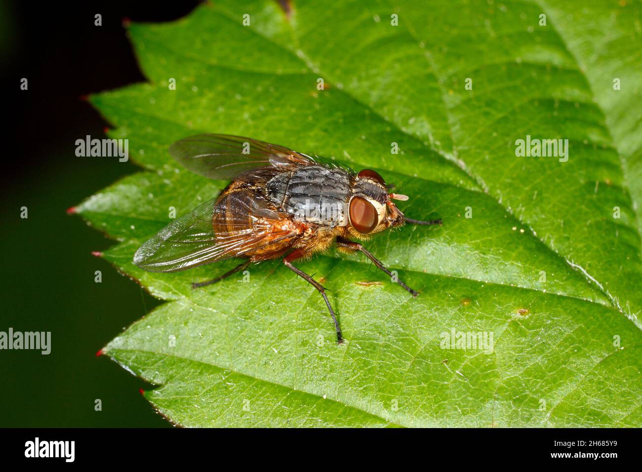 Blowfly, Family Calliphoridae. Probably Subfamily Calliphorinae. Golden Blowfly. Coffs Harbour, NSW, Australia Stock Photo
