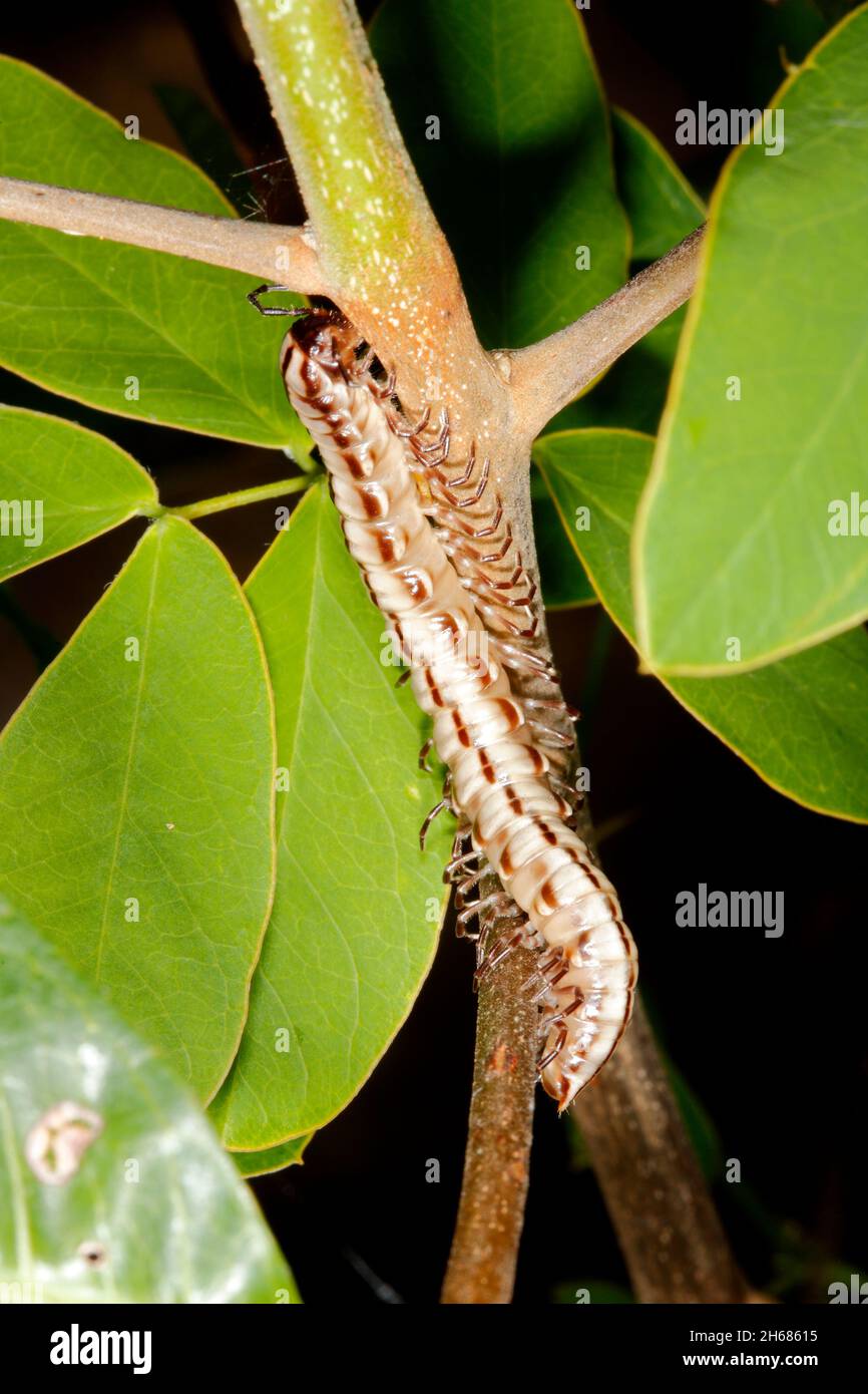 Polydesmida Millipede. Has just shed old skin. Coffs Harbour, NSW, Australia Stock Photo