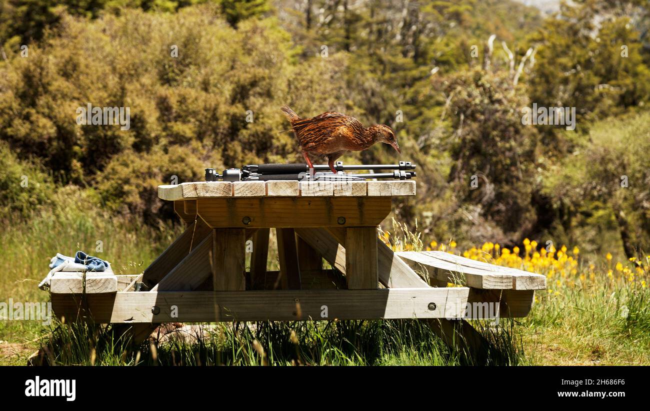 A thieving weka looking for something to take. Kahurangi National Park, New Zealand. Stock Photo