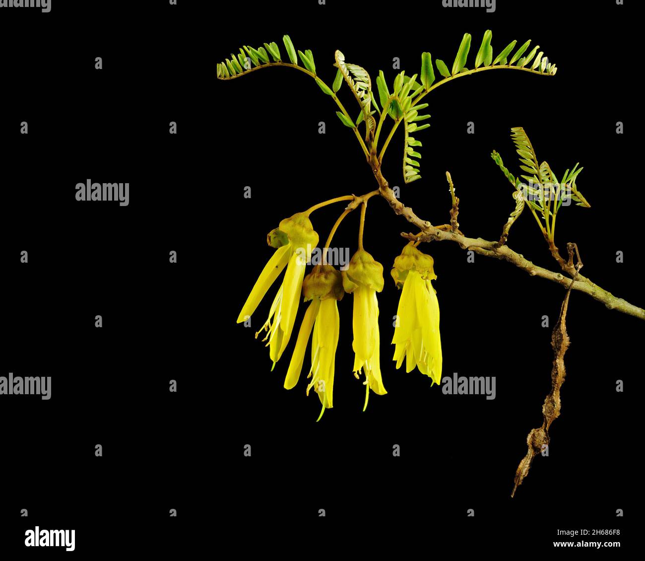 Kowhai seed hires stock photography and images Alamy