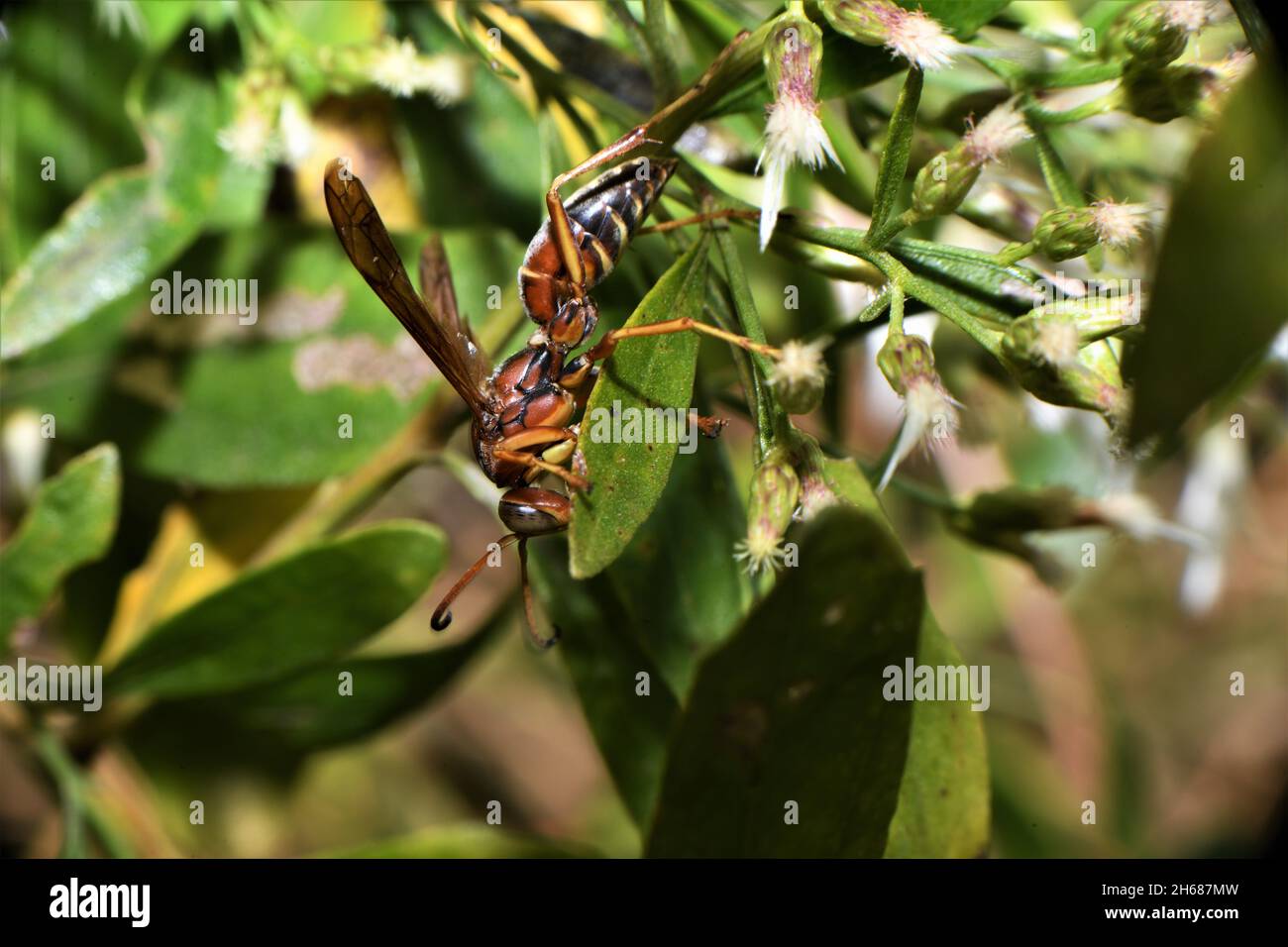 A paper wasp. Stock Photo