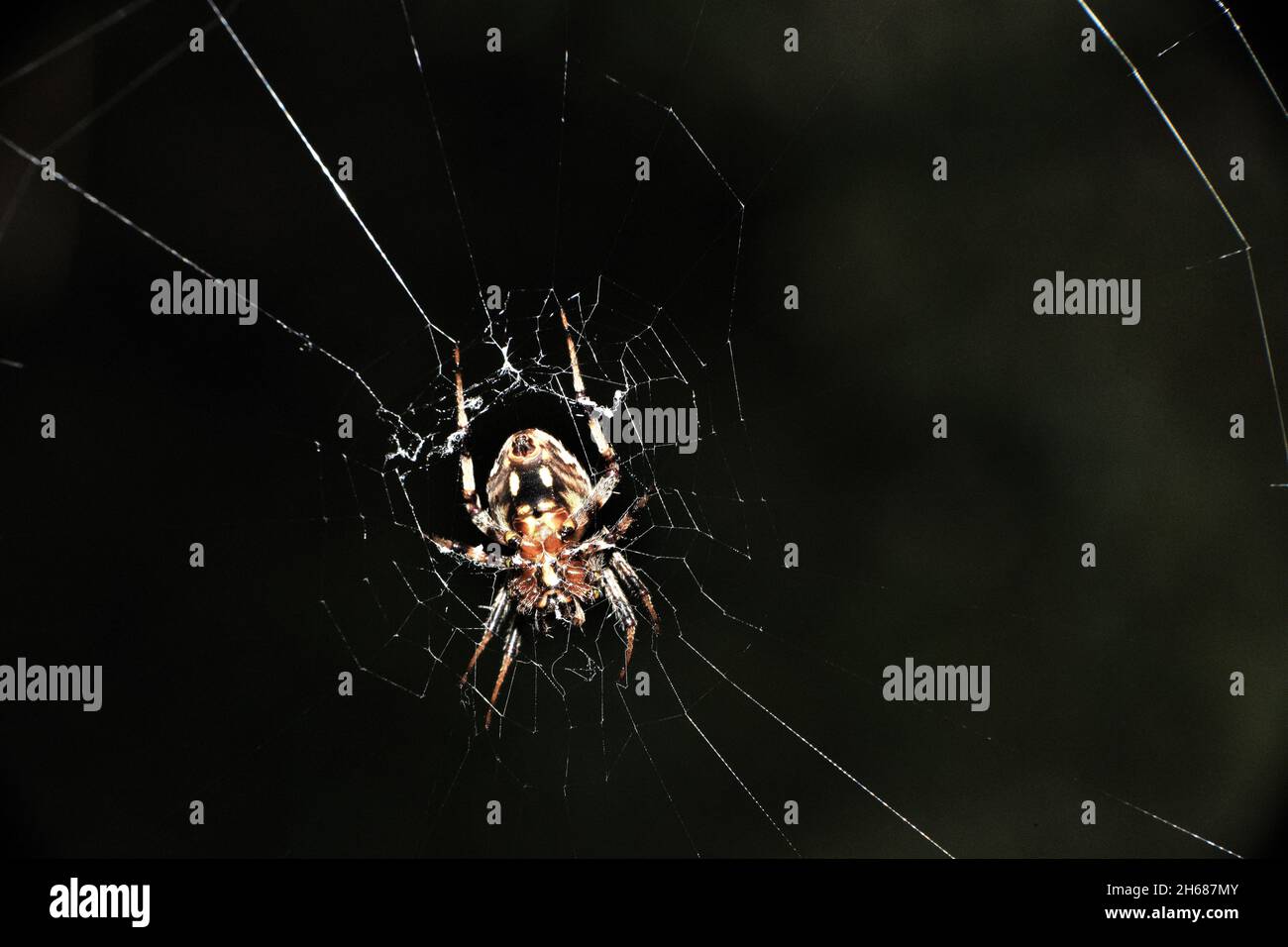 Garden orb weaver spider. Stock Photo