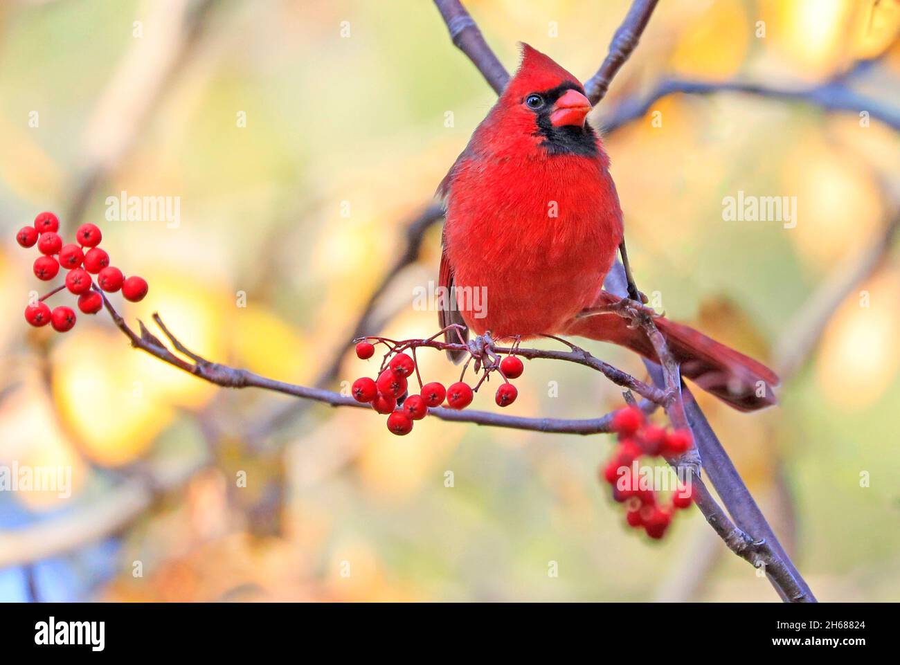 Northern Cardinal sitting on a tree branch on yellow autumn background