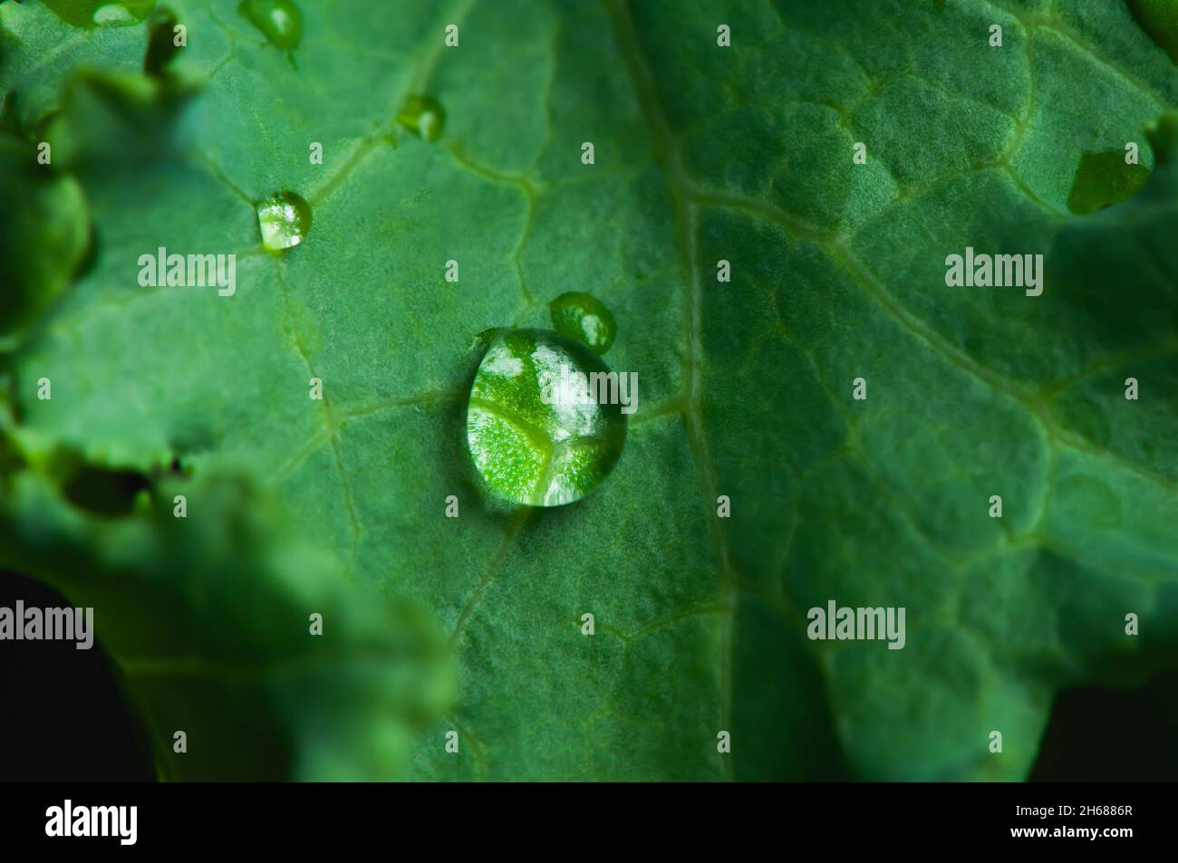 Close-up a drops of water on a green kale leaf. Stock Photo