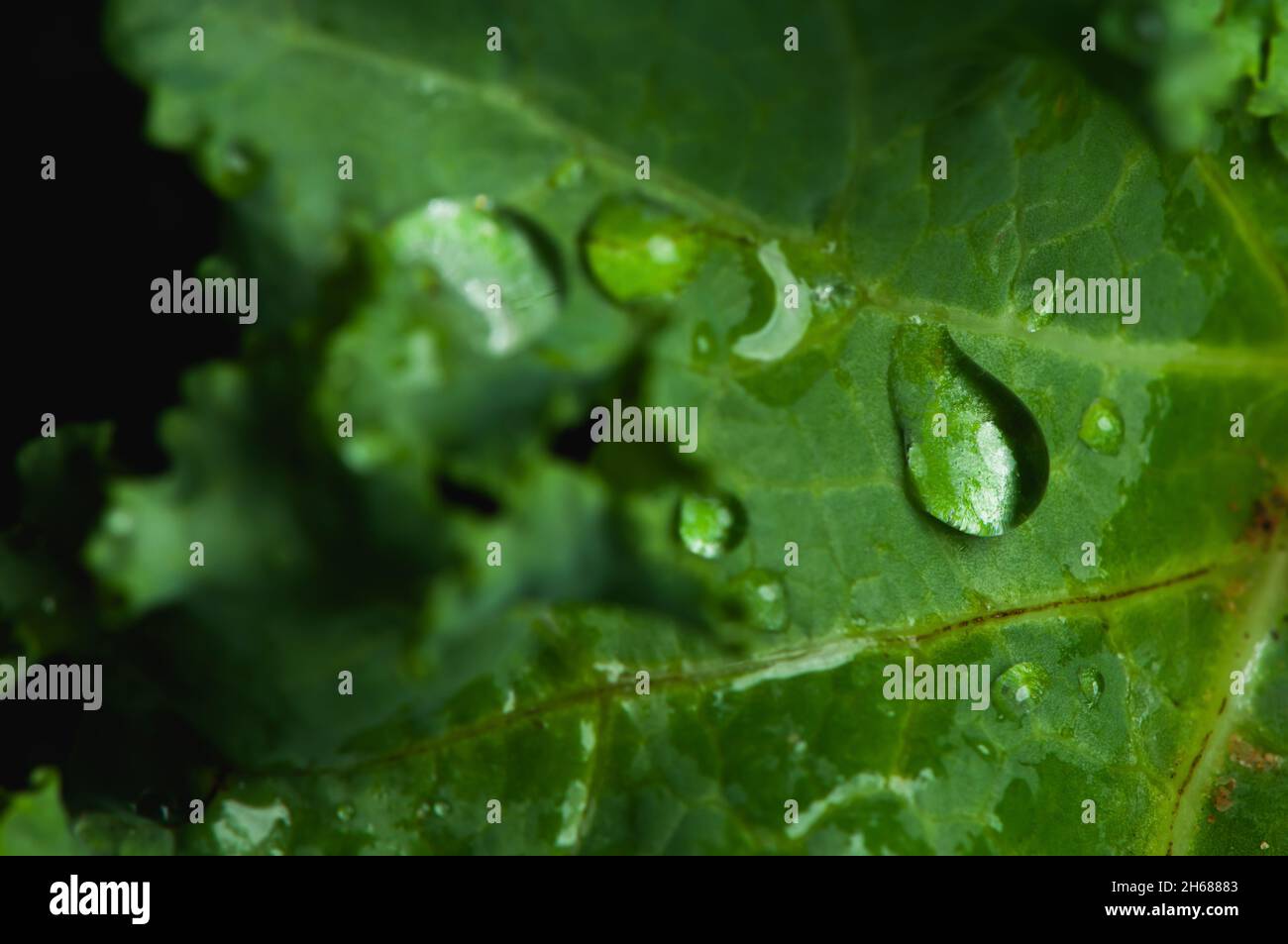 Close-up a drops of water on a green kale leaf. Stock Photo