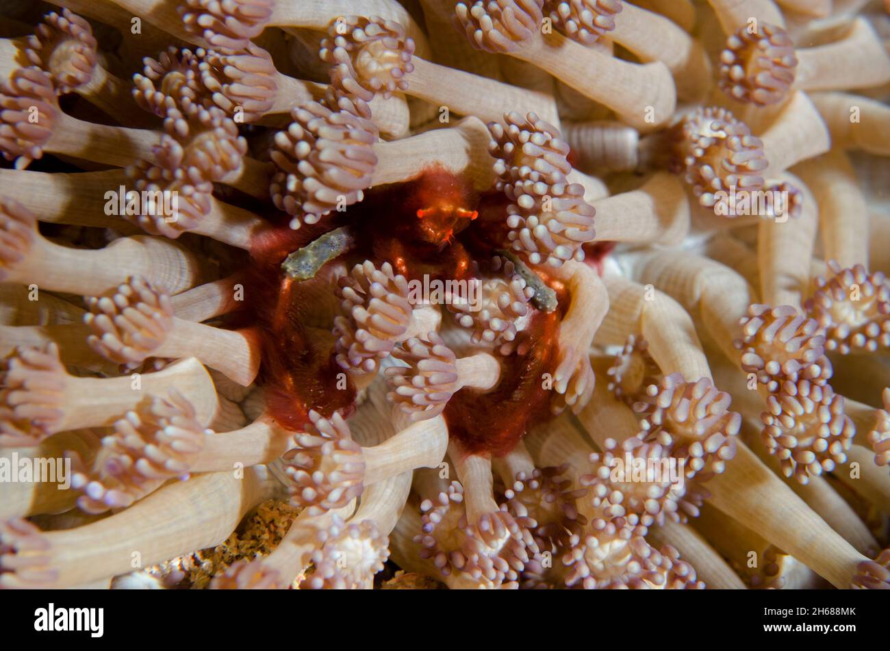 Orangutan Crab, Oncinopus sp, amongst stalked Flowerpot Coral polyps, Goniopora sp, Gili Tepekong dive site, Candidasa, Bali, Indonesia Stock Photo