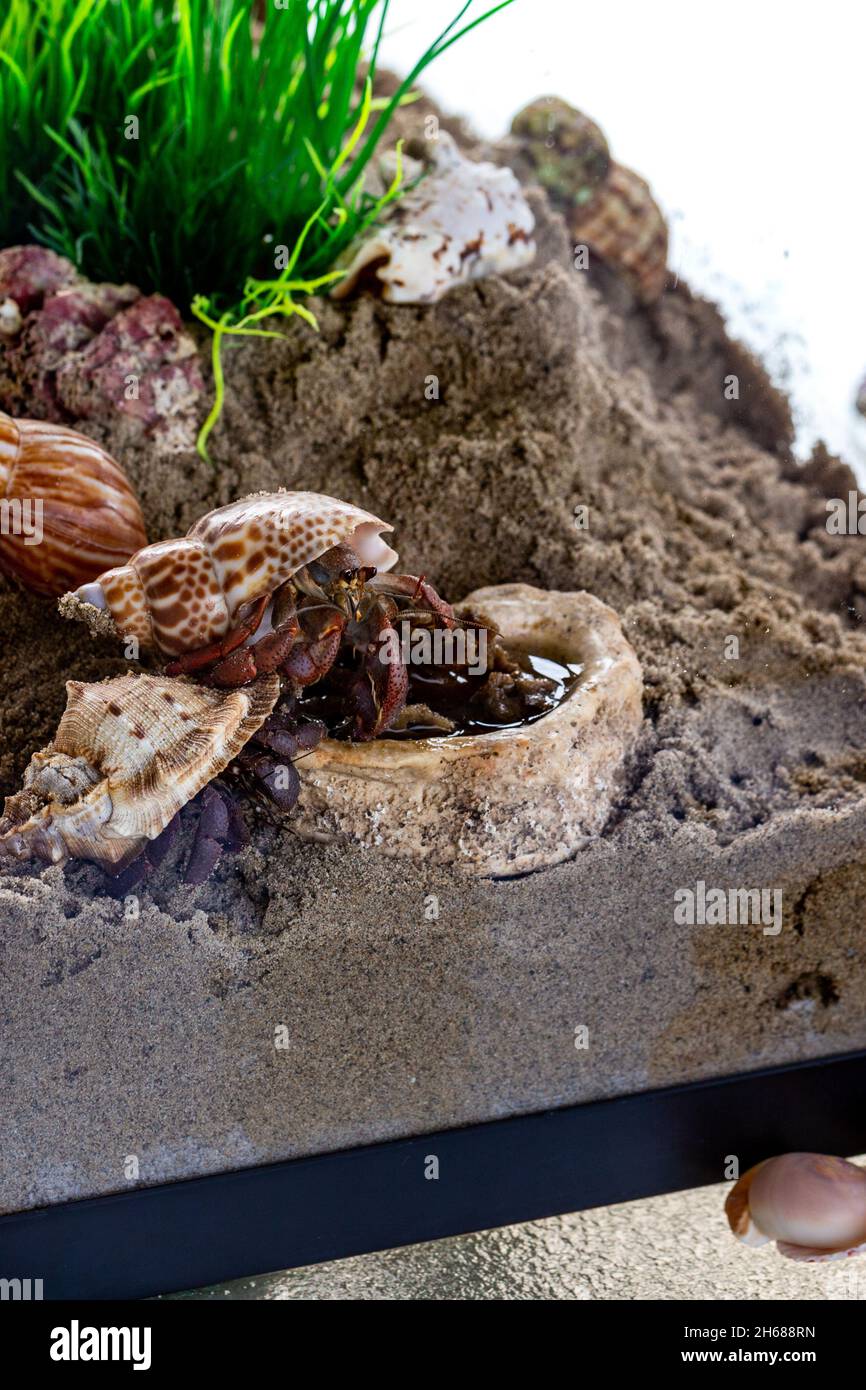 Anomuran decapod crustacean hires stock photography and images Alamy