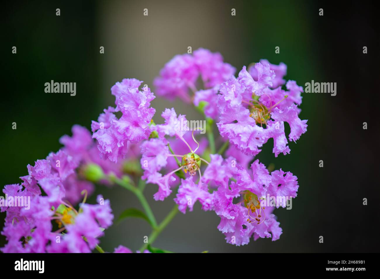 a twig of myrtle blooms with beautiful flowers Stock Photo