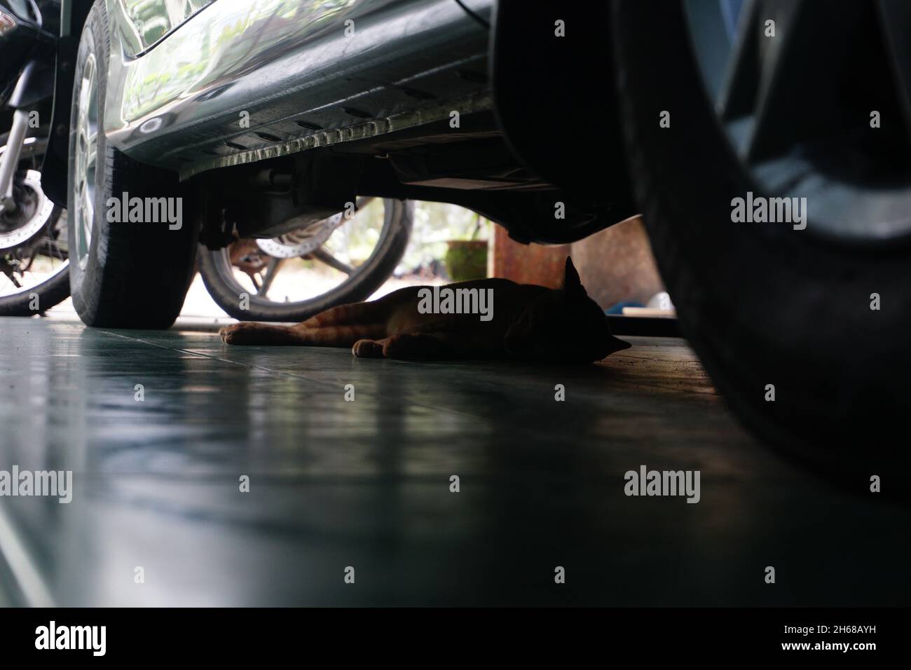 Cat sleeping under a car Stock Photo