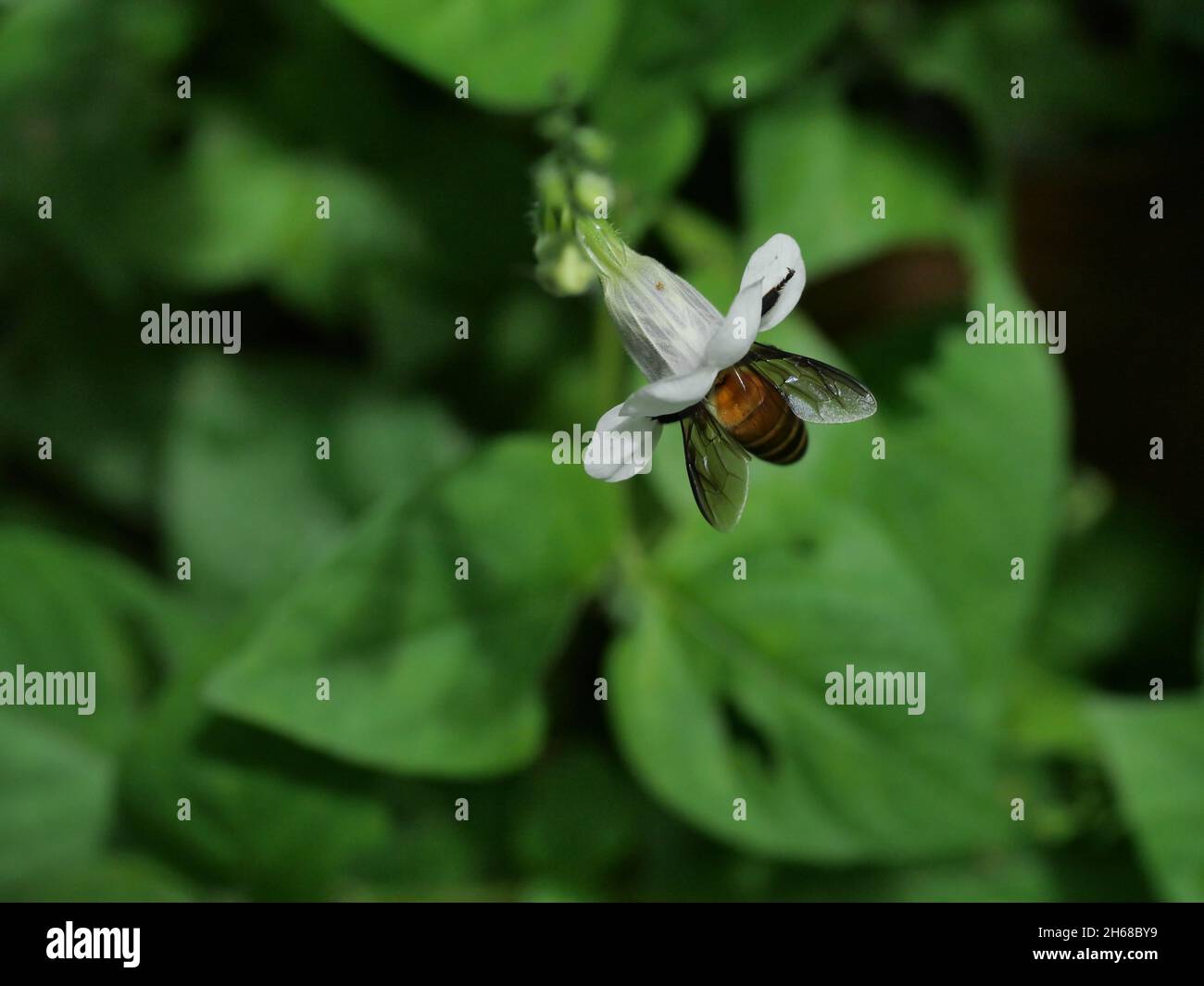 Giant honey bee seeking nectar on white Chinese violet or coromandel or creeping foxglove ( Asystasia gangetica ) blossom in field with natural green, Stock Photo