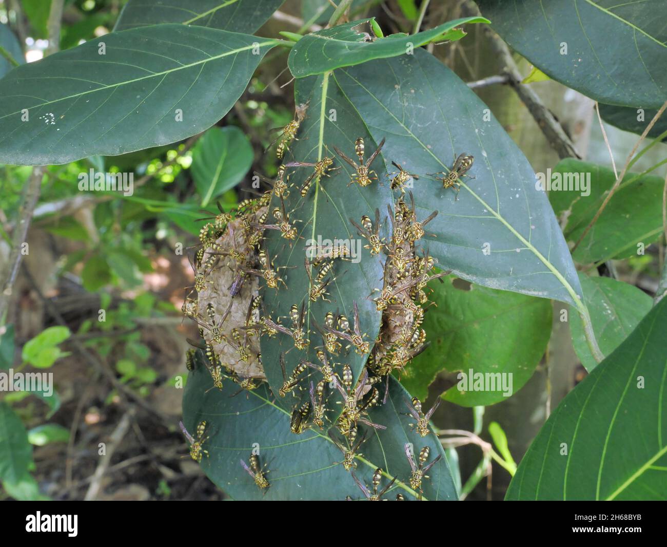 Eastern Yellowjacket paper wasps hive in green leaf plant tree, Group
